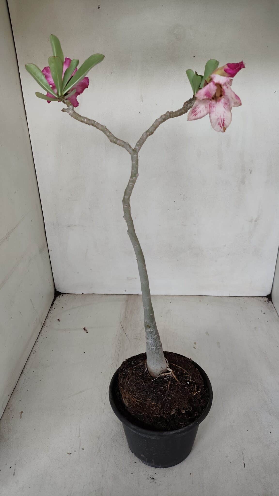 Planta Simples 3088 – 35cm – 03 anos