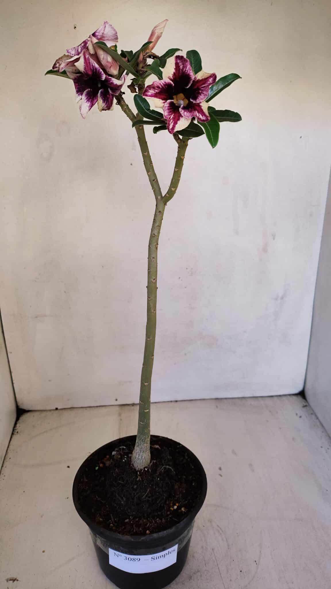 Planta Simples 3089 – 30cm – 02 anos