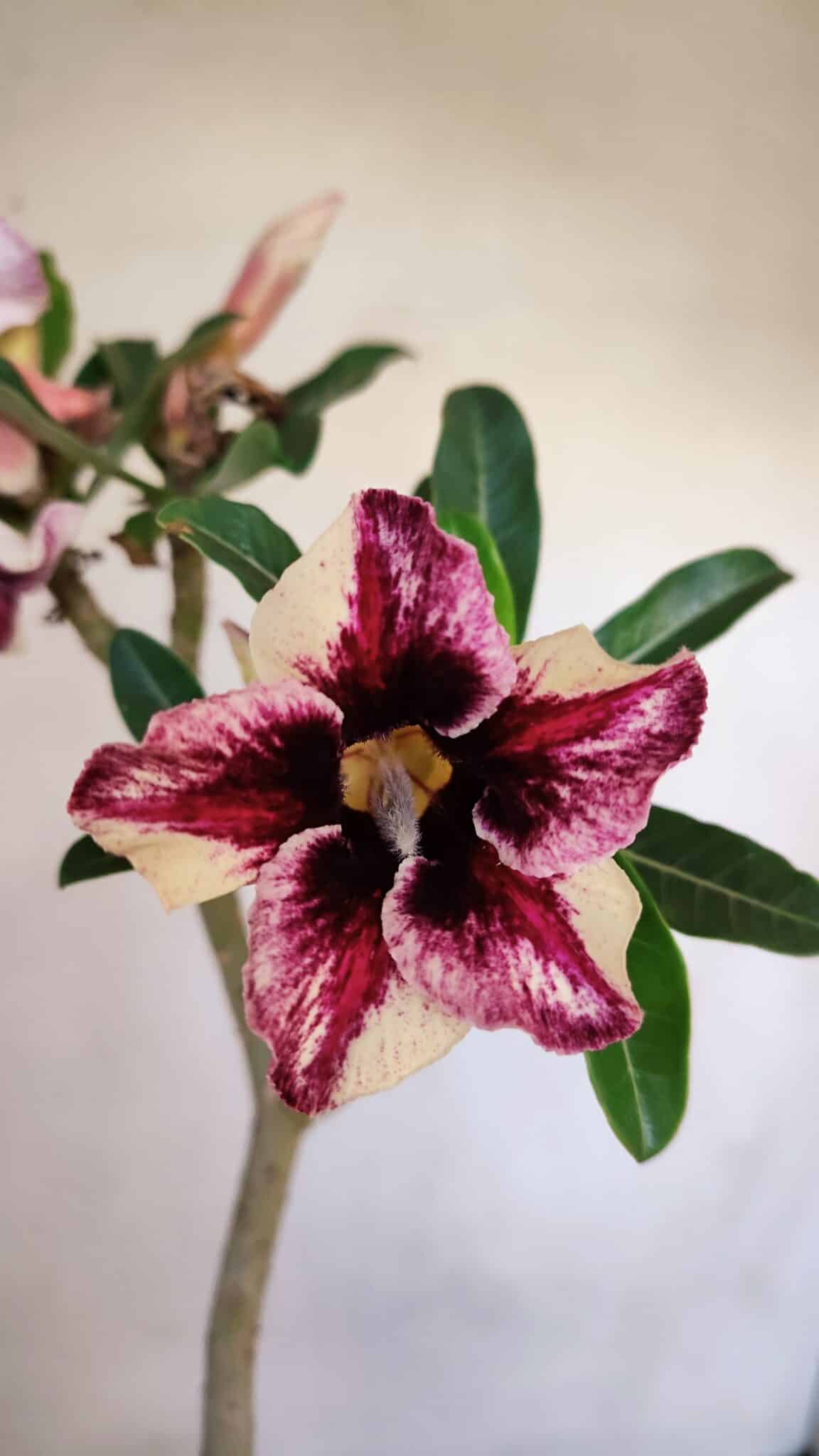 Planta Simples 3089 – 30cm – 02 anos