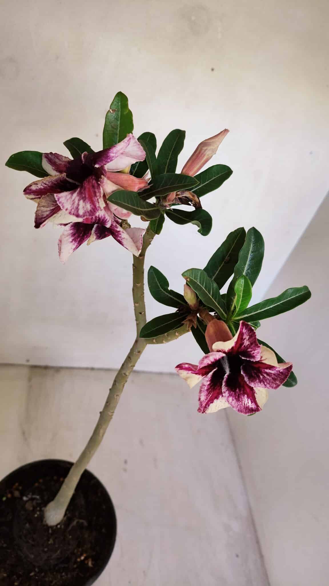 Planta Simples 3089 – 30cm – 02 anos