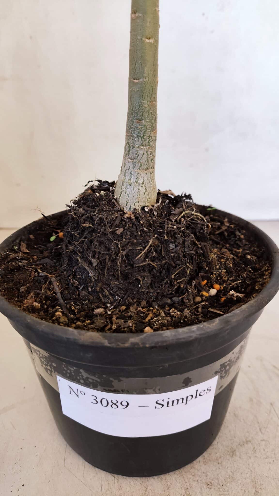 Planta Simples 3089 – 30cm – 02 anos