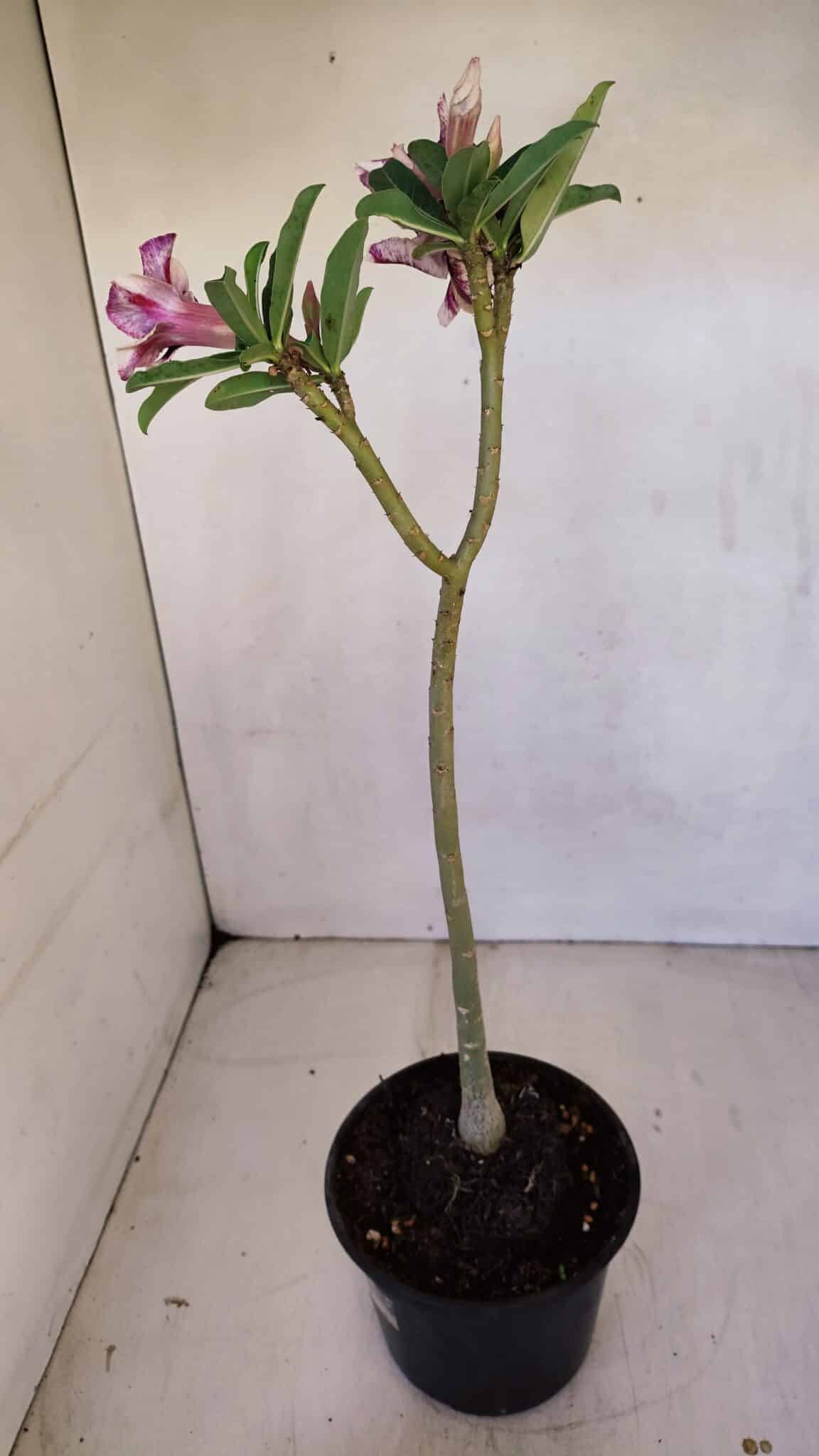 Planta Simples 3089 – 30cm – 02 anos