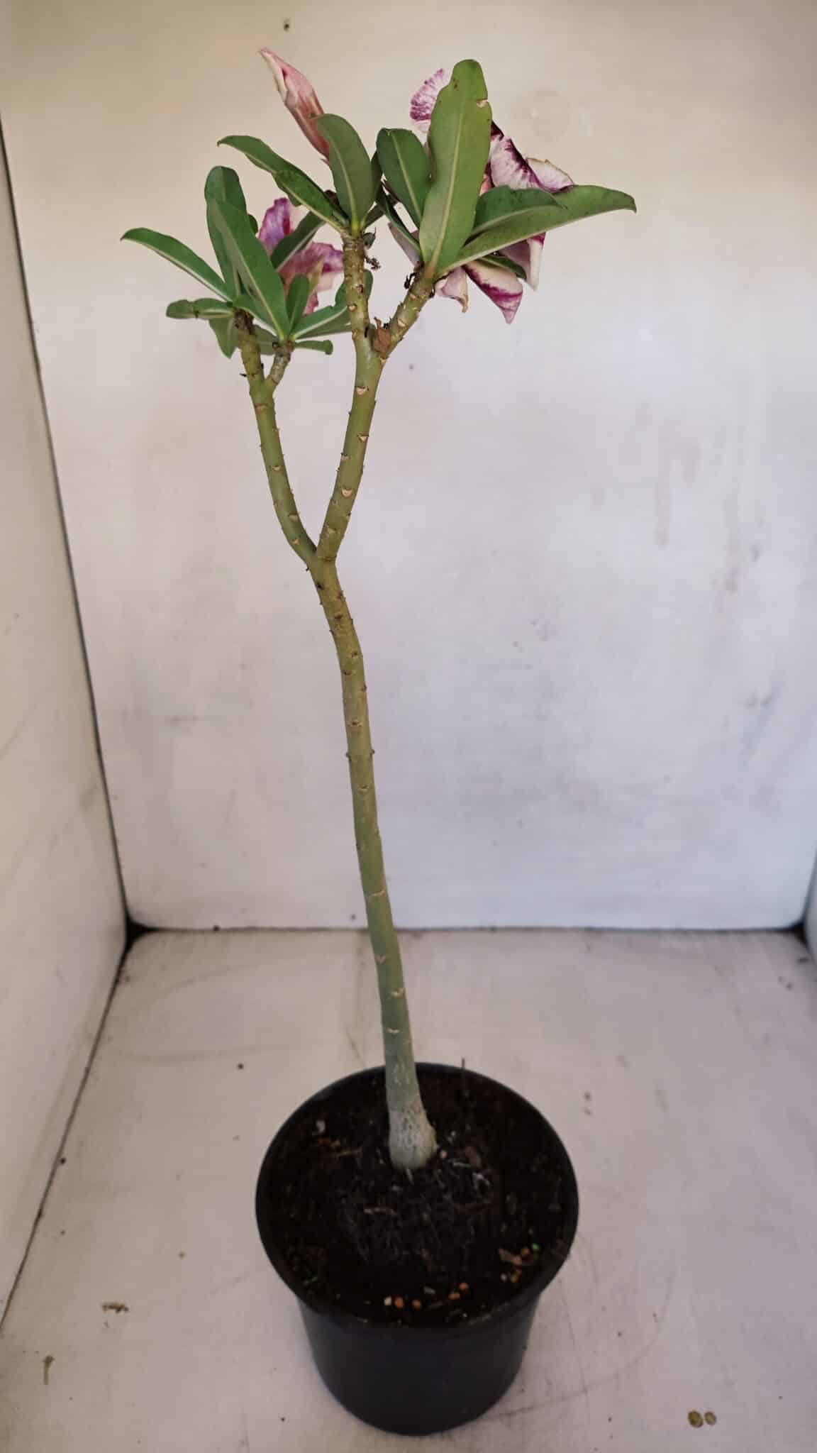 Planta Simples 3089 – 30cm – 02 anos