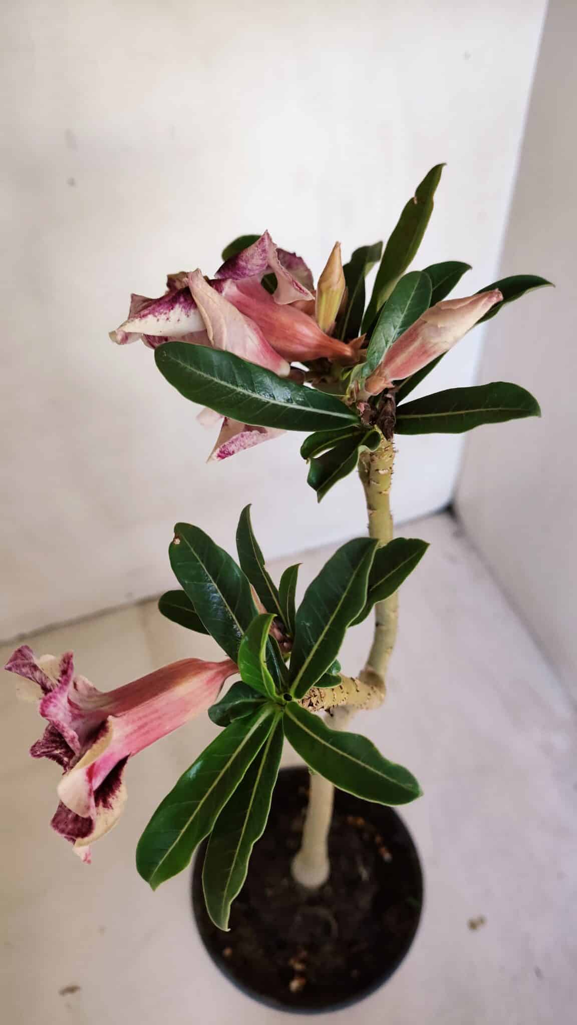 Planta Simples 3089 – 30cm – 02 anos