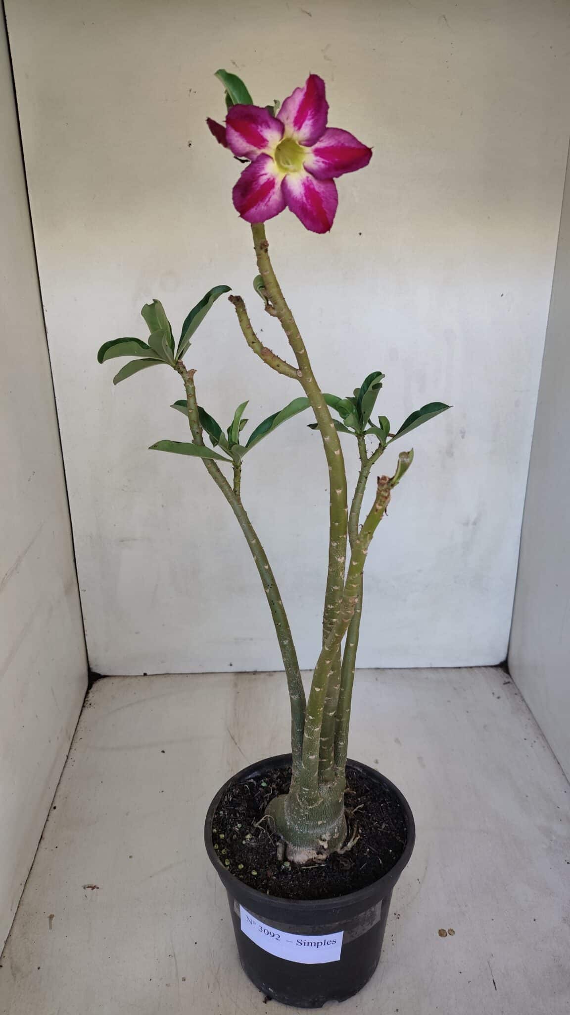 Planta Simples 3092 – 40cm – 03 anos