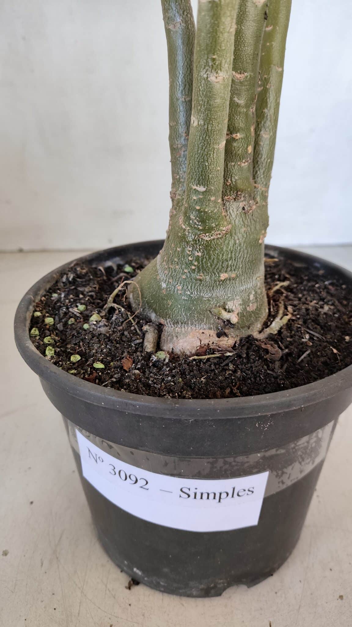 Planta Simples 3092 – 40cm – 03 anos