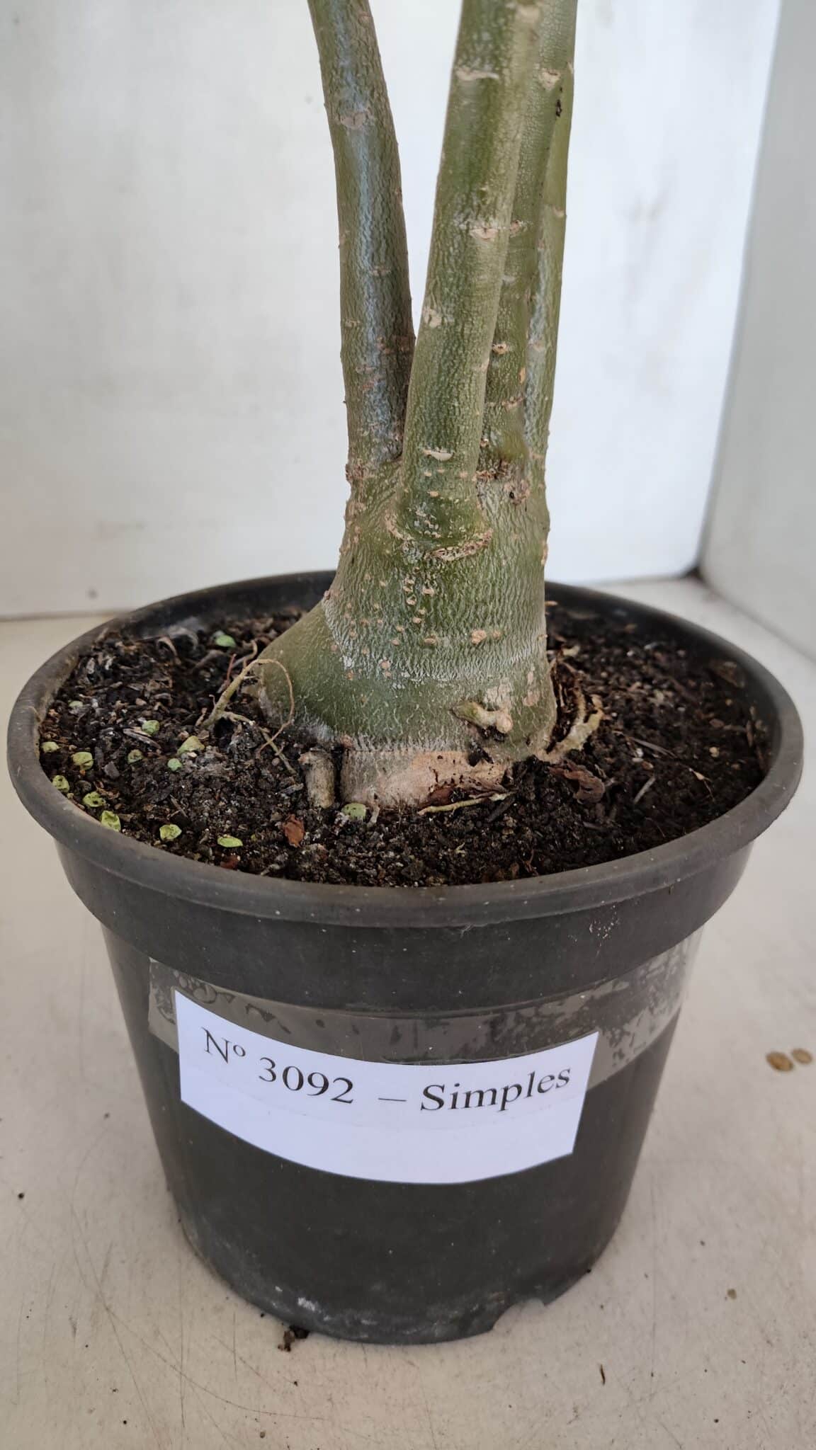 Planta Simples 3092 – 40cm – 03 anos