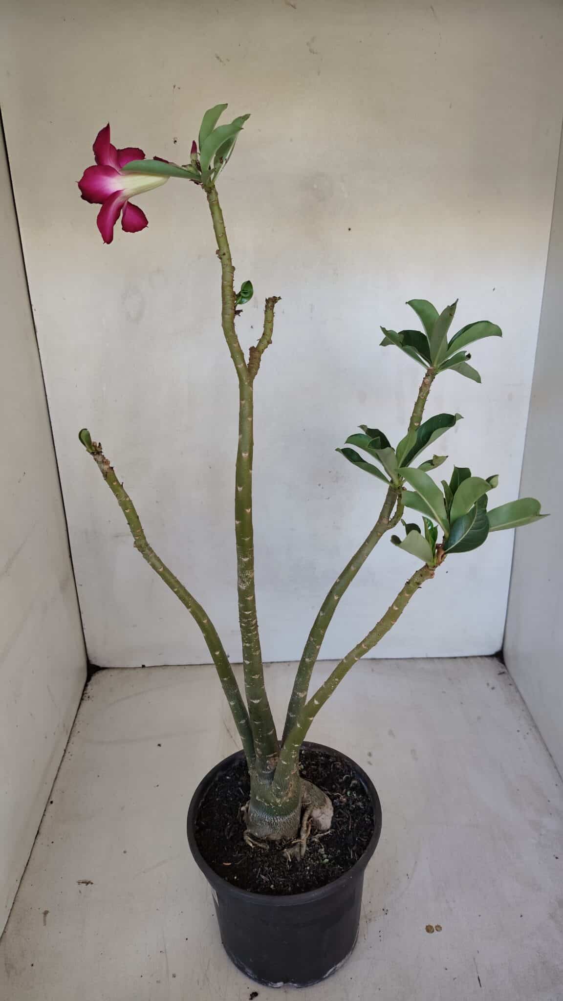 Planta Simples 3092 – 40cm – 03 anos