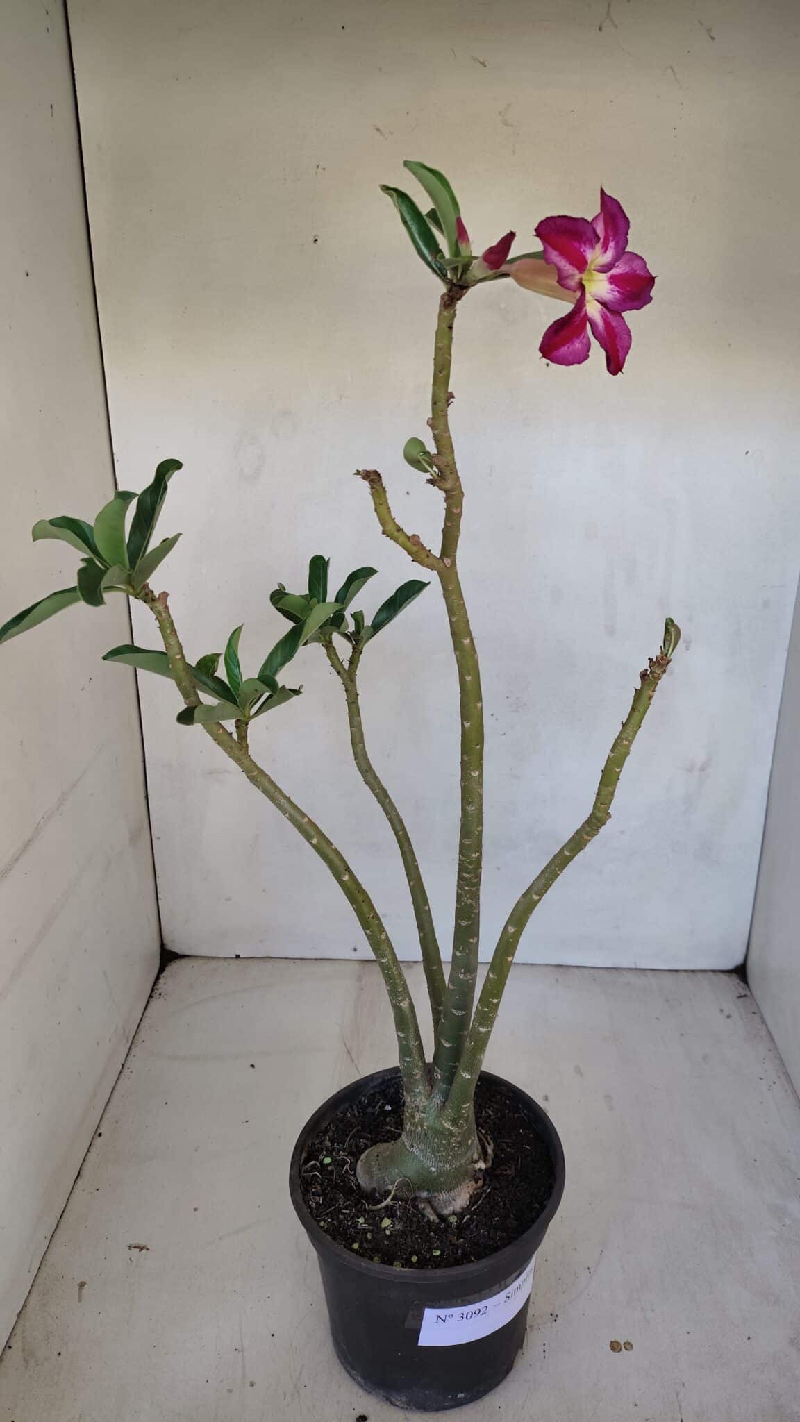 Planta Simples 3092 – 40cm – 03 anos