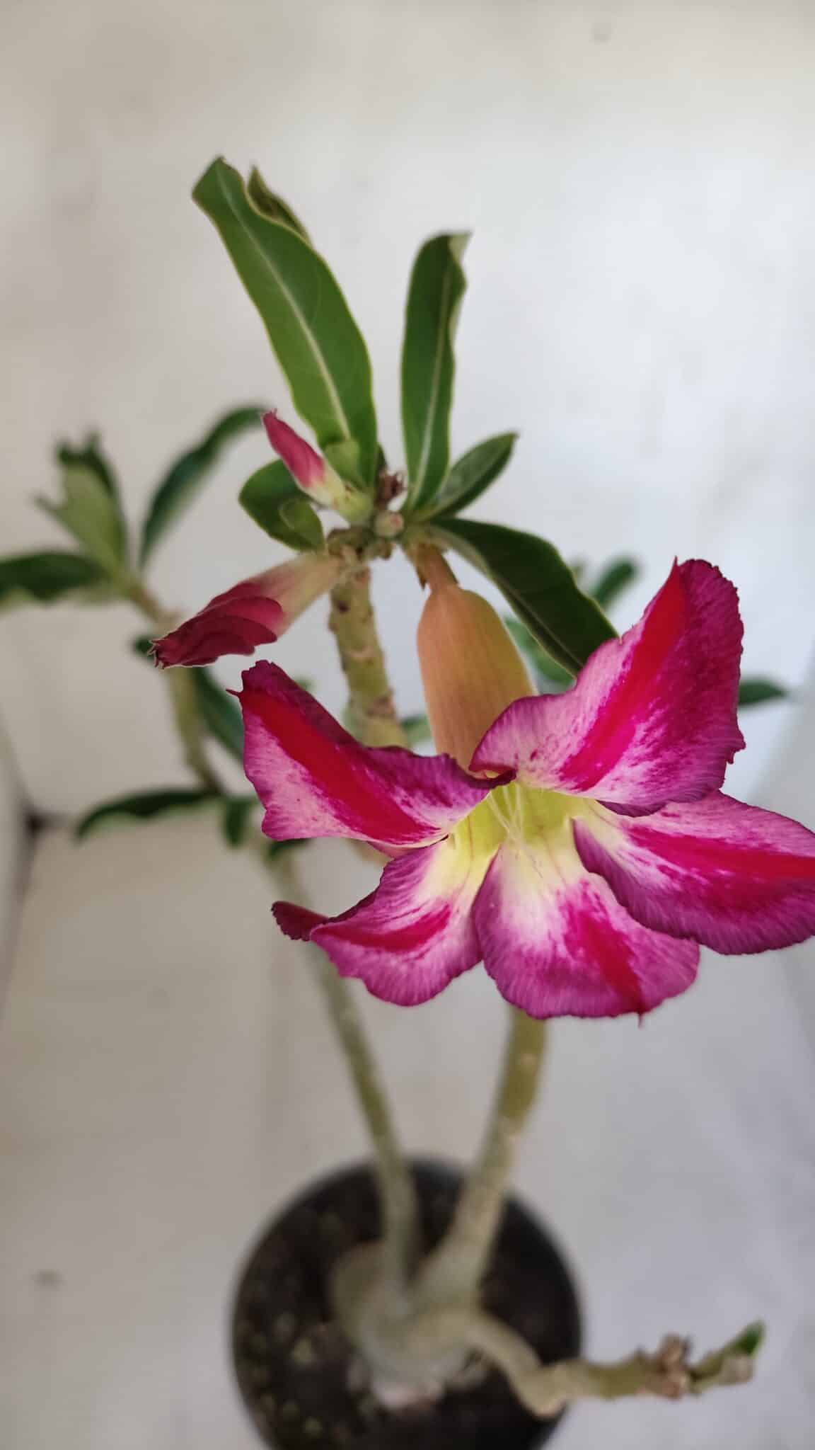 Planta Simples 3092 – 40cm – 03 anos