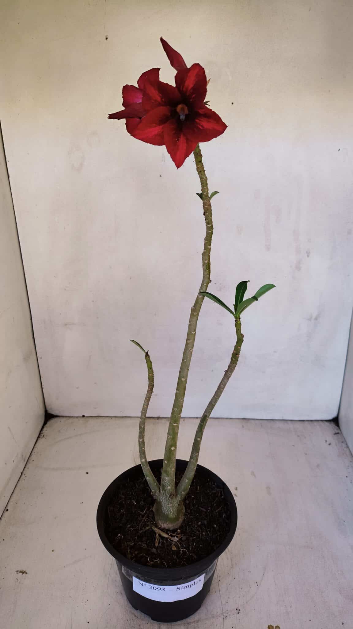 Planta Simples 3093 – 35cm – 03 anos
