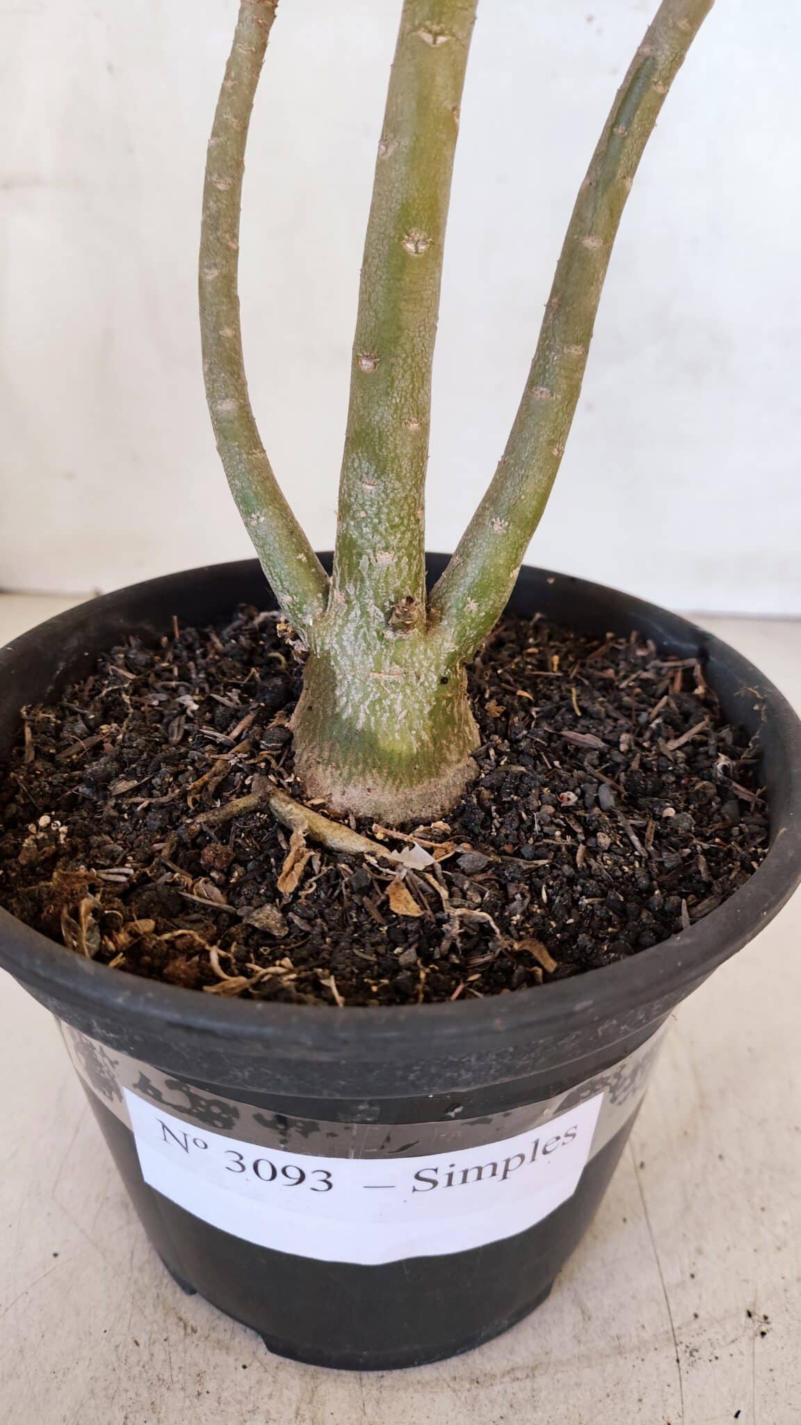Planta Simples 3093 – 35cm – 03 anos