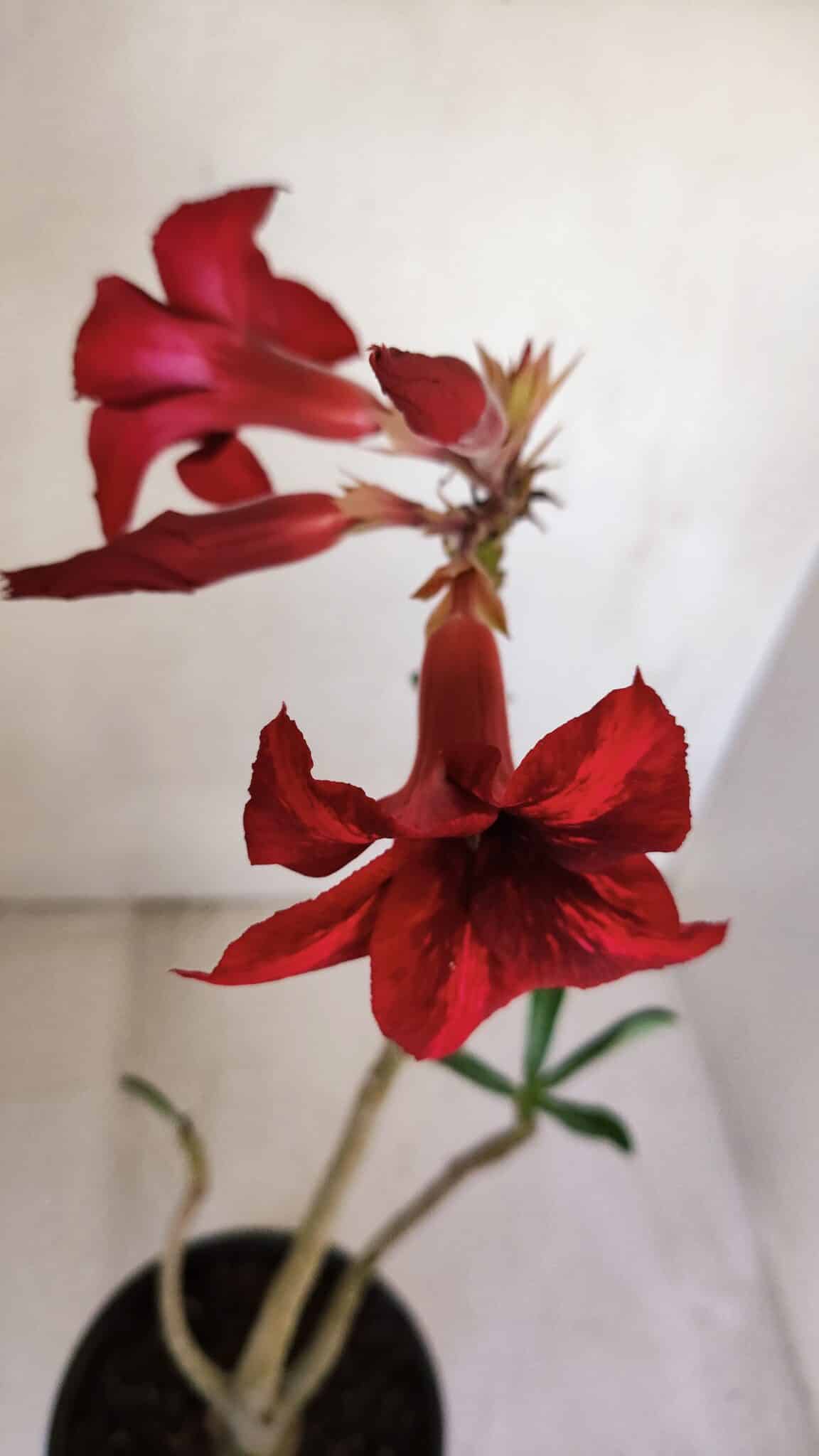 Planta Simples 3093 – 35cm – 03 anos