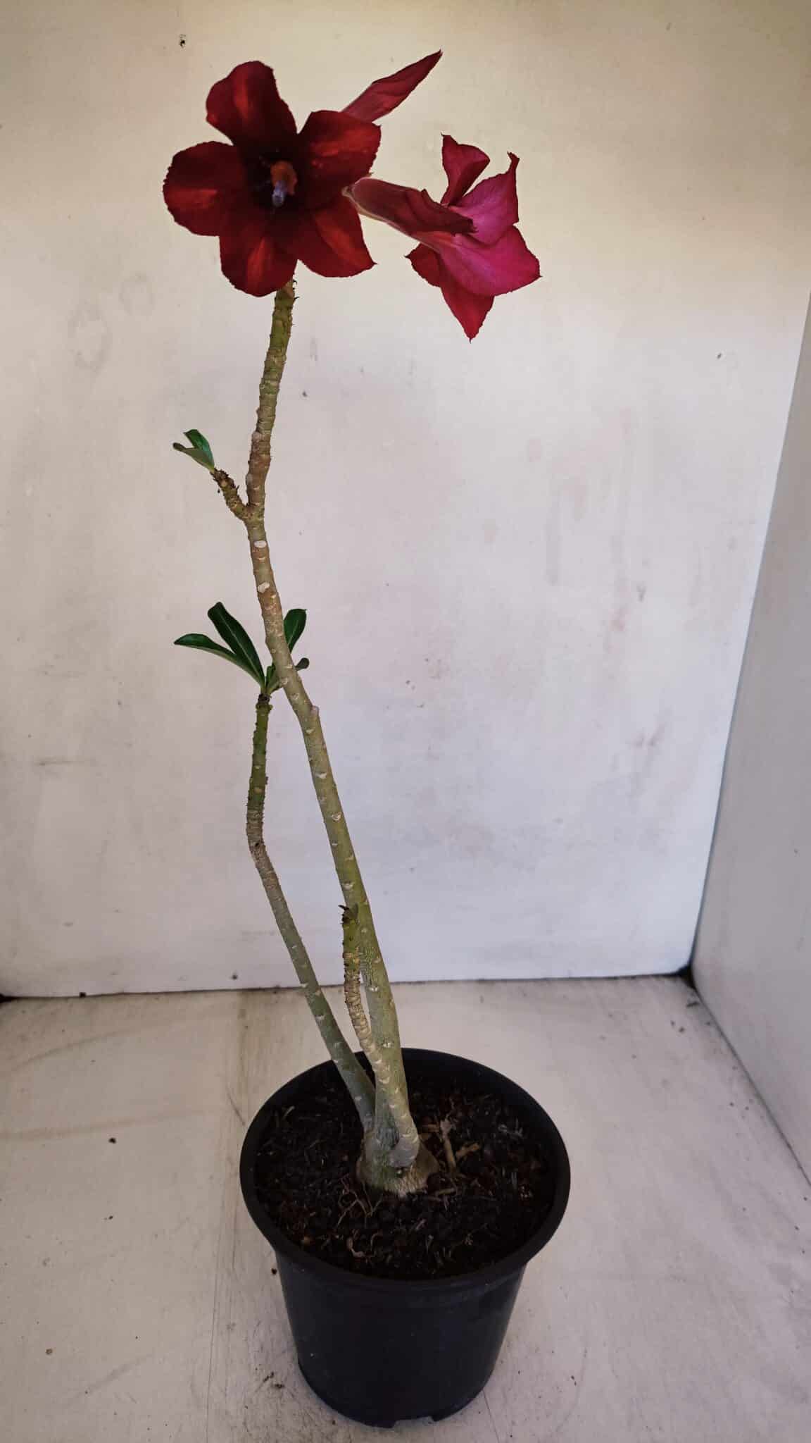 Planta Simples 3093 – 35cm – 03 anos