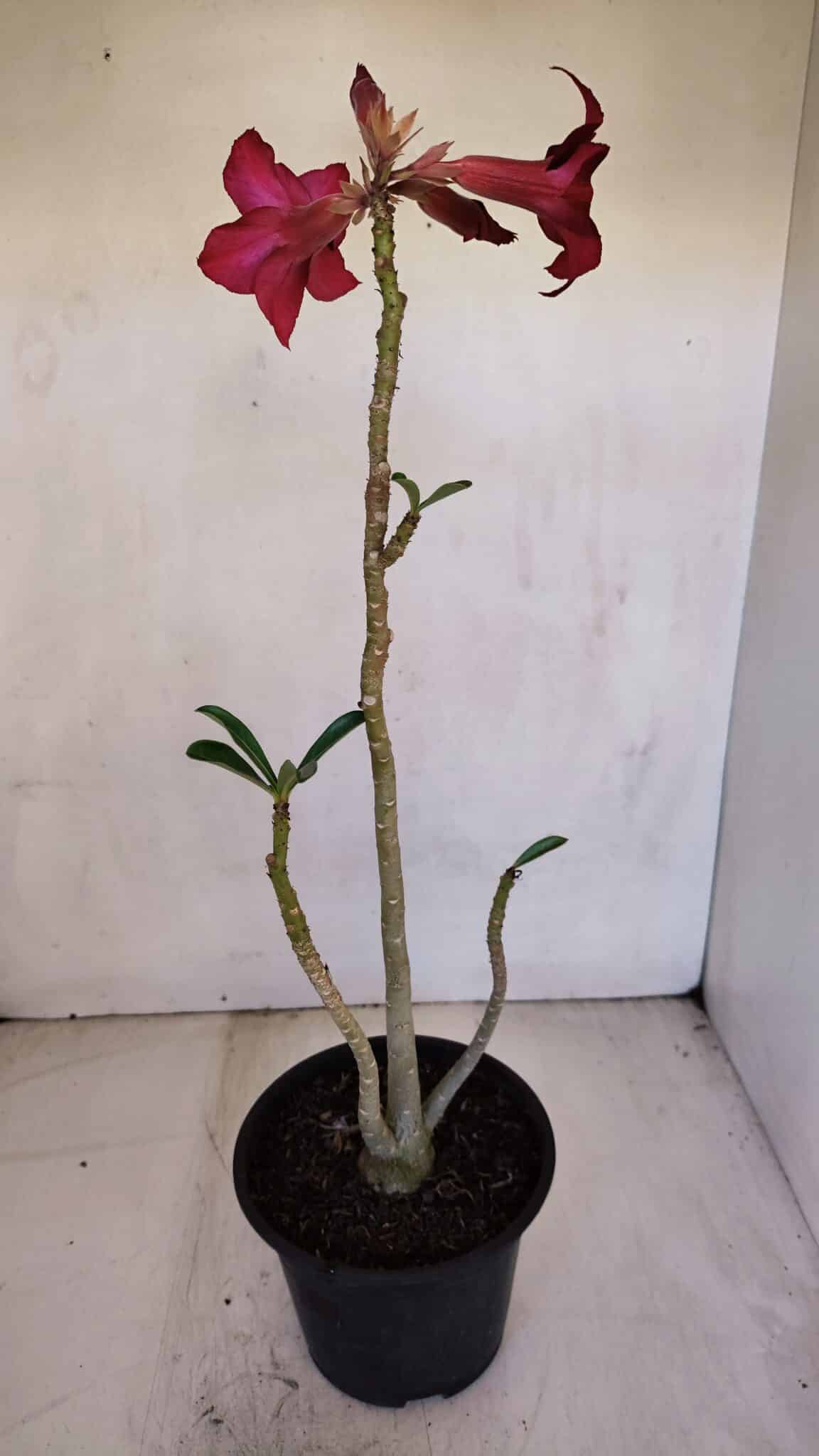 Planta Simples 3093 – 35cm – 03 anos