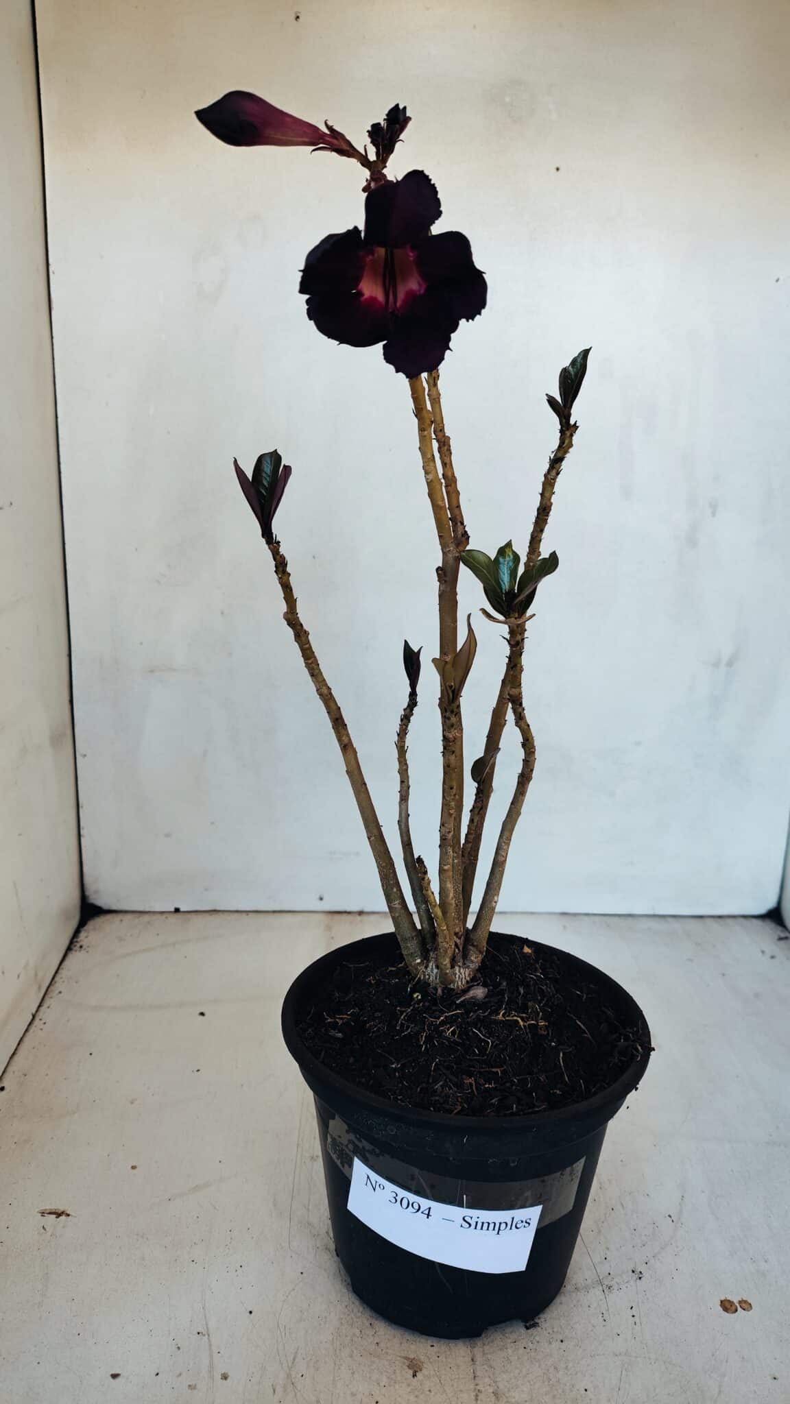 Planta Simples 3094 – 30cm – 02 anos