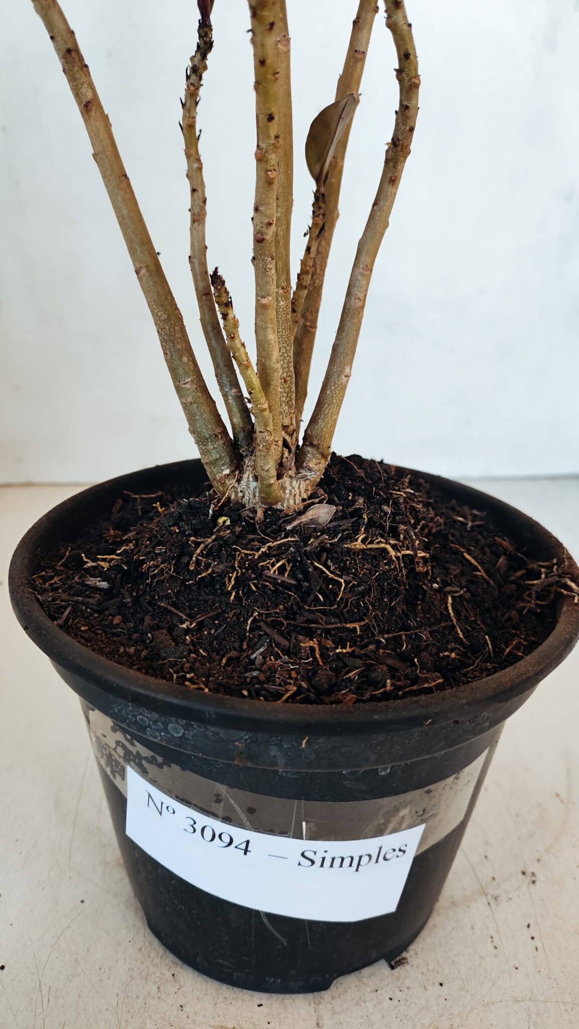 Planta Simples 3094 – 30cm – 02 anos