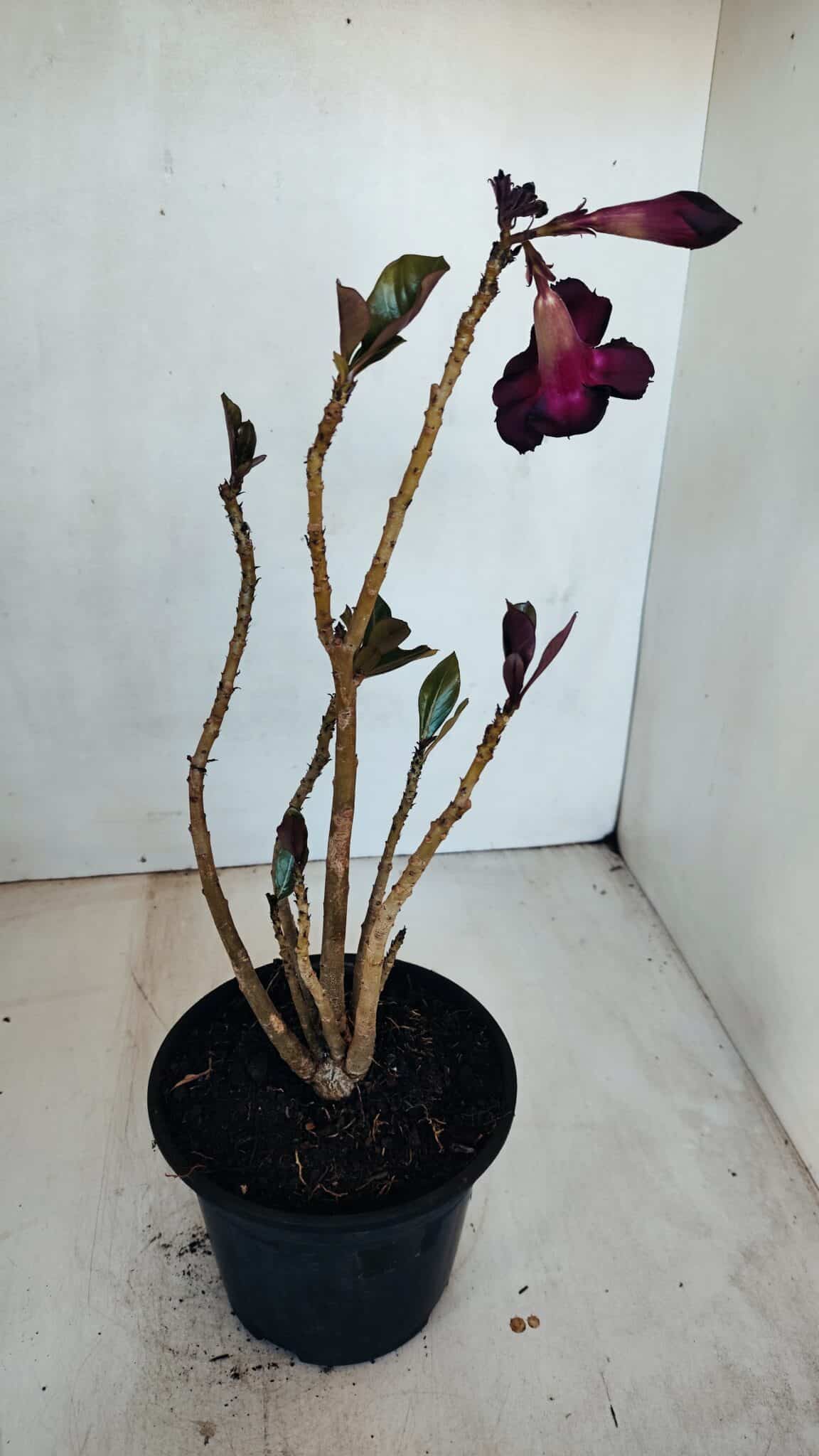 Planta Simples 3094 – 30cm – 02 anos