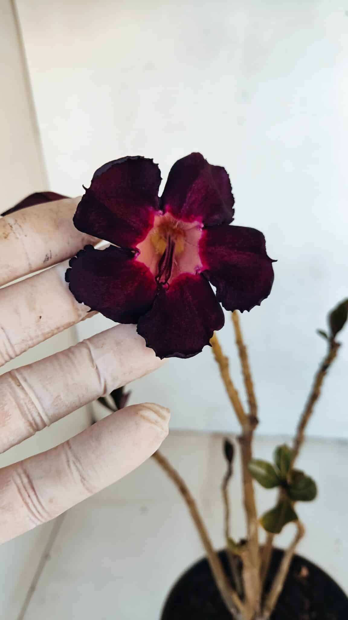 Planta Simples 3094 – 30cm – 02 anos