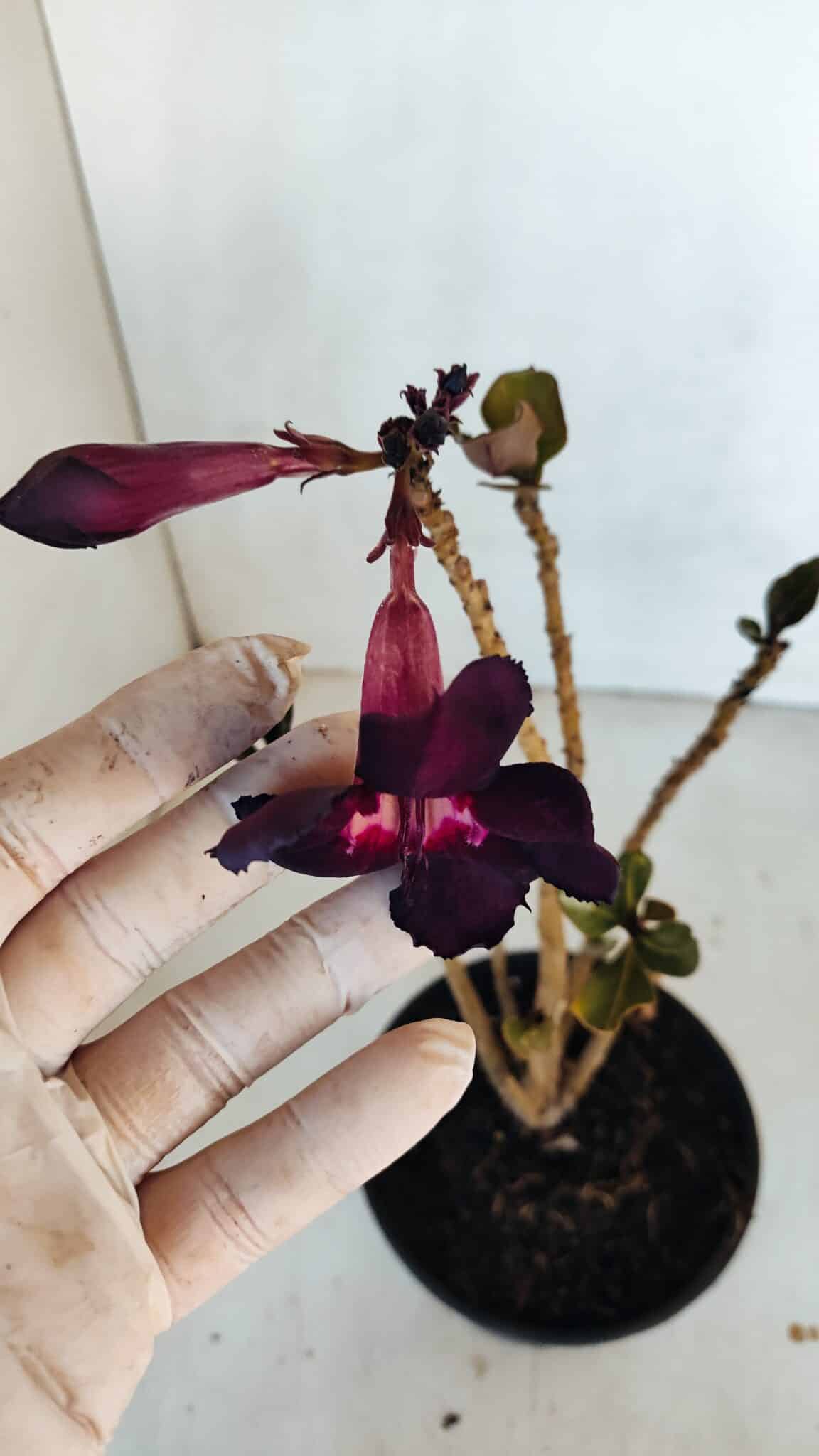 Planta Simples 3094 – 30cm – 02 anos
