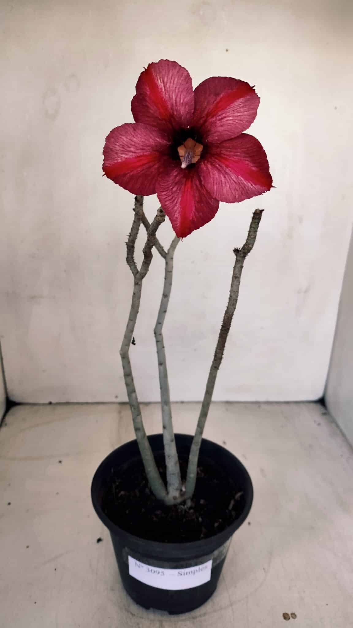 Planta Simples 3095 – 30cm – 02 anos