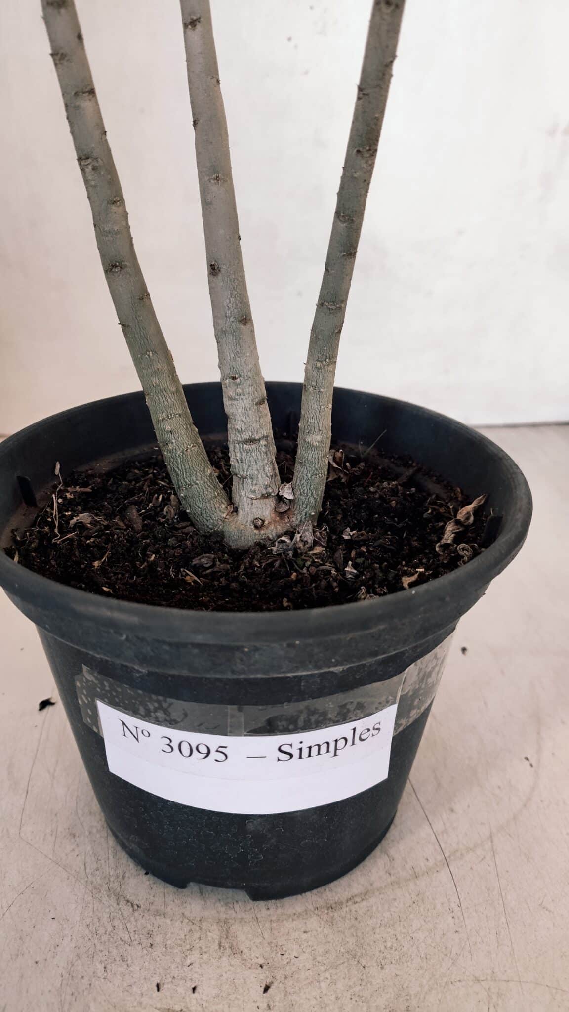 Planta Simples 3095 – 30cm – 02 anos