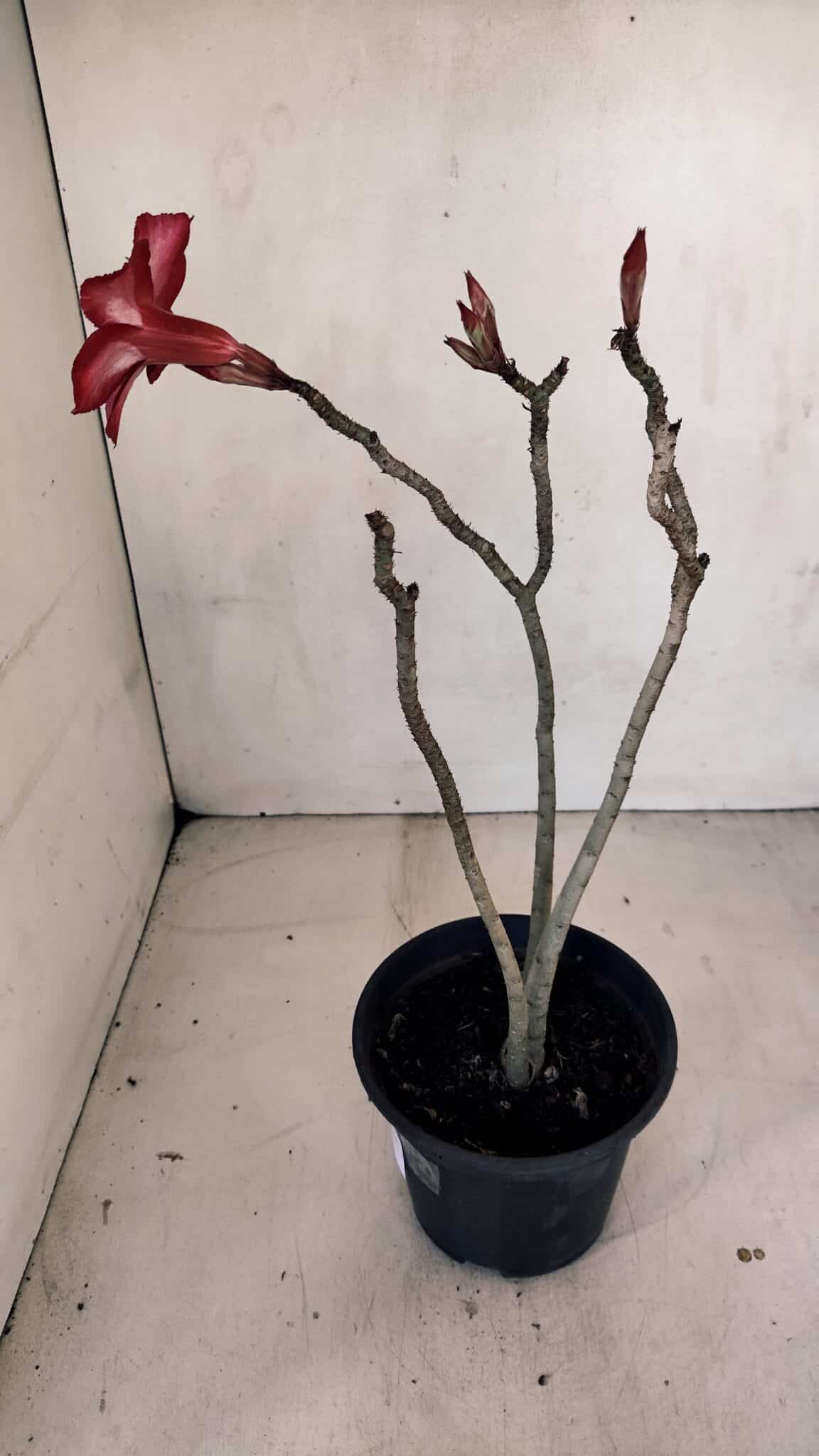 Planta Simples 3095 – 30cm – 02 anos