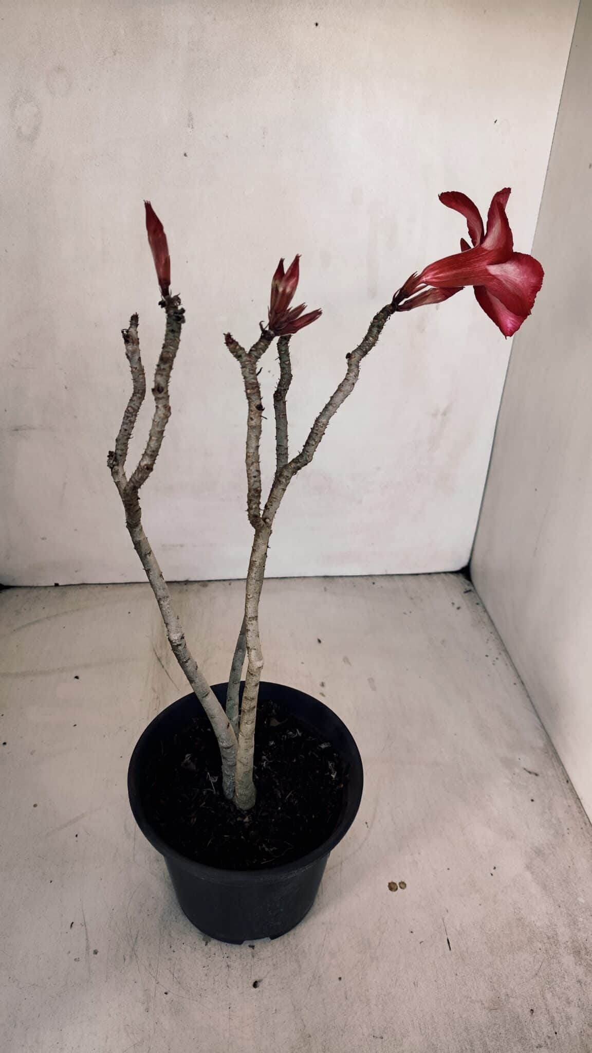 Planta Simples 3095 – 30cm – 02 anos