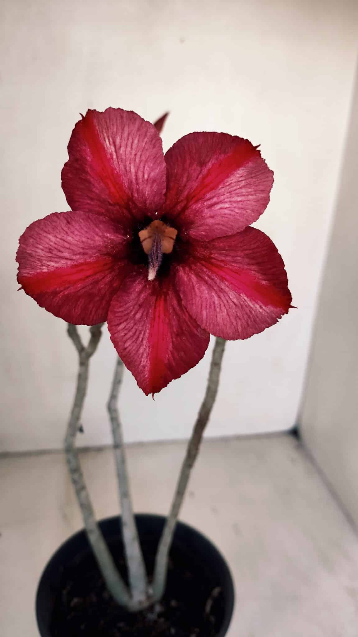 Planta Simples 3095 – 30cm – 02 anos