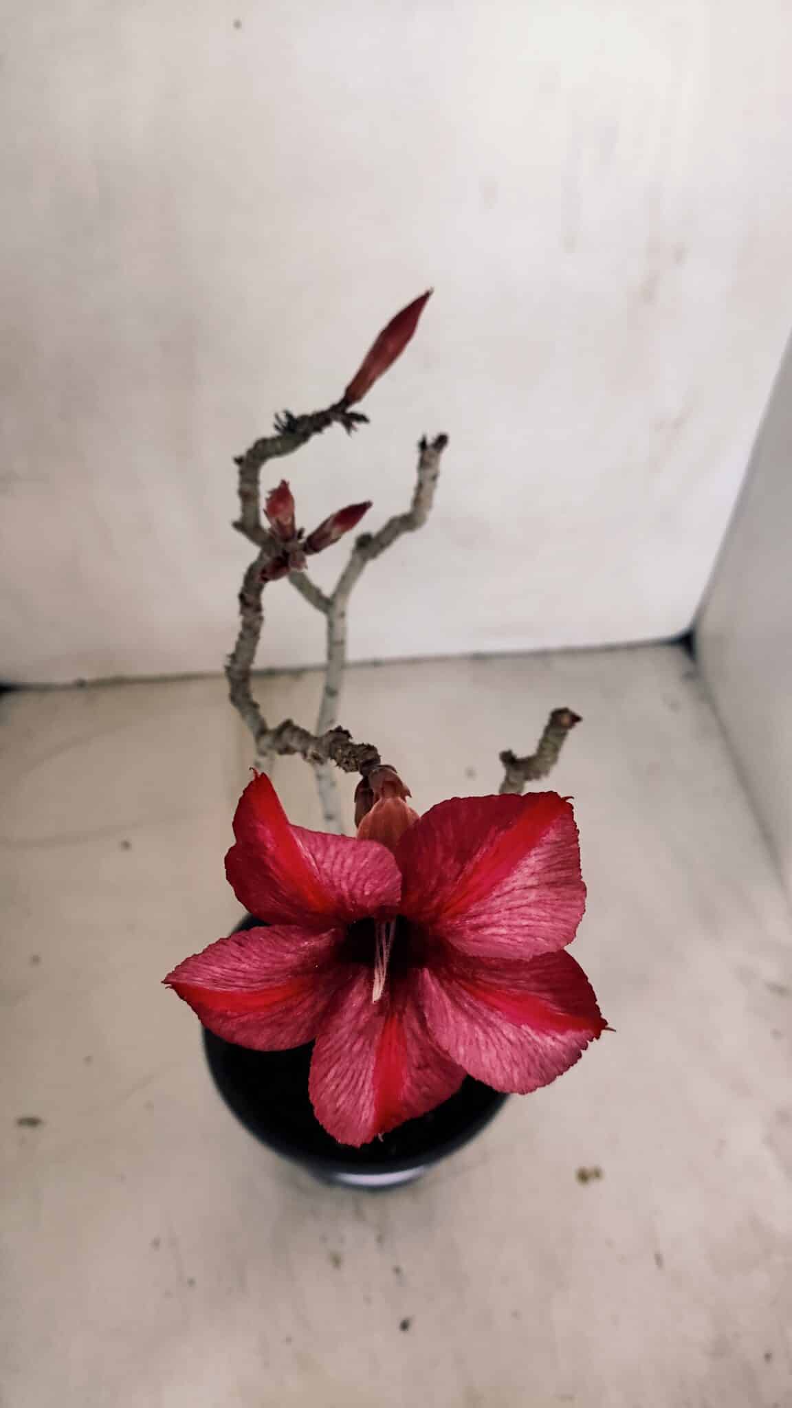 Planta Simples 3095 – 30cm – 02 anos