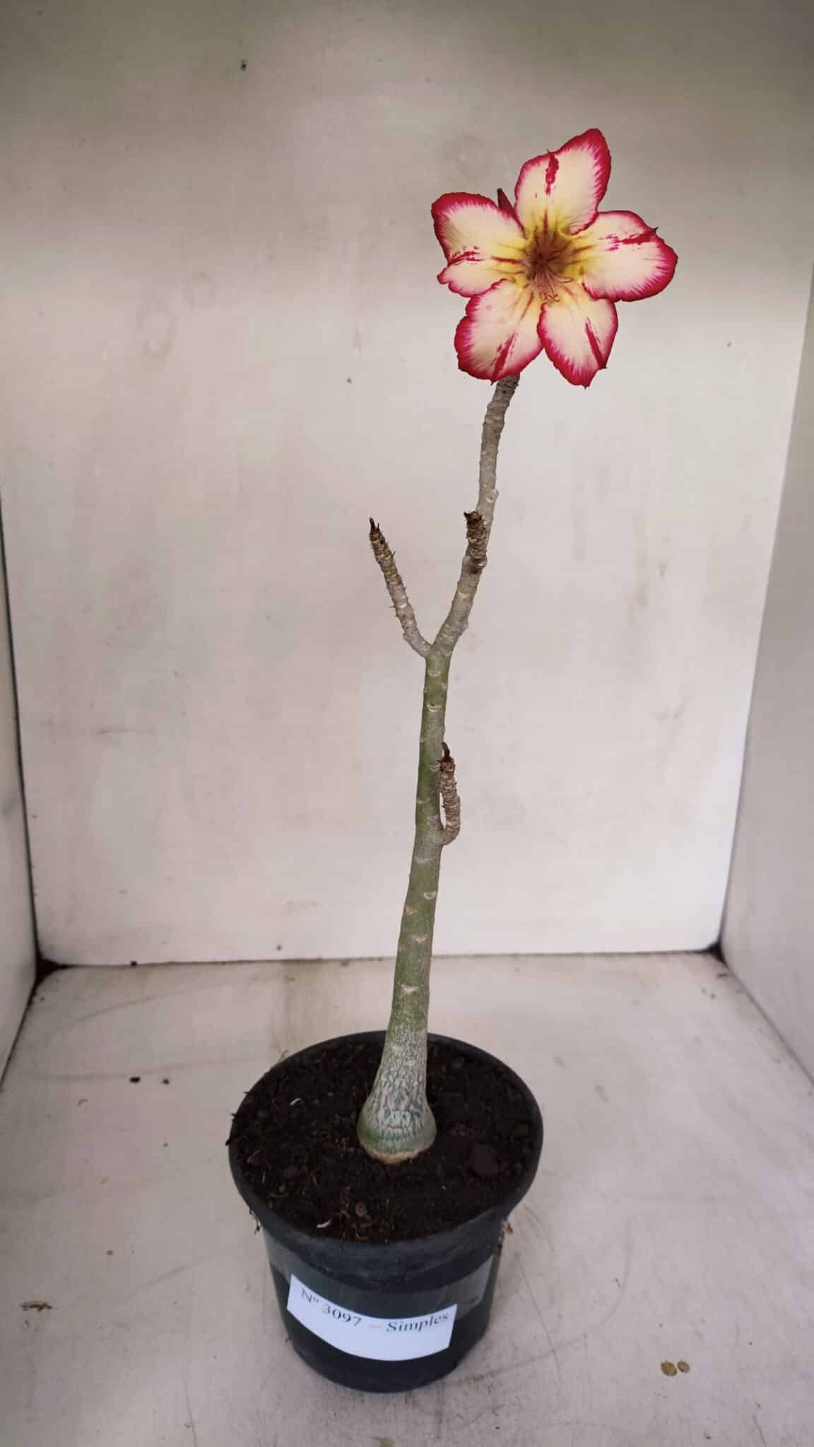 Planta Simples 3097 – 30cm – 02 anos