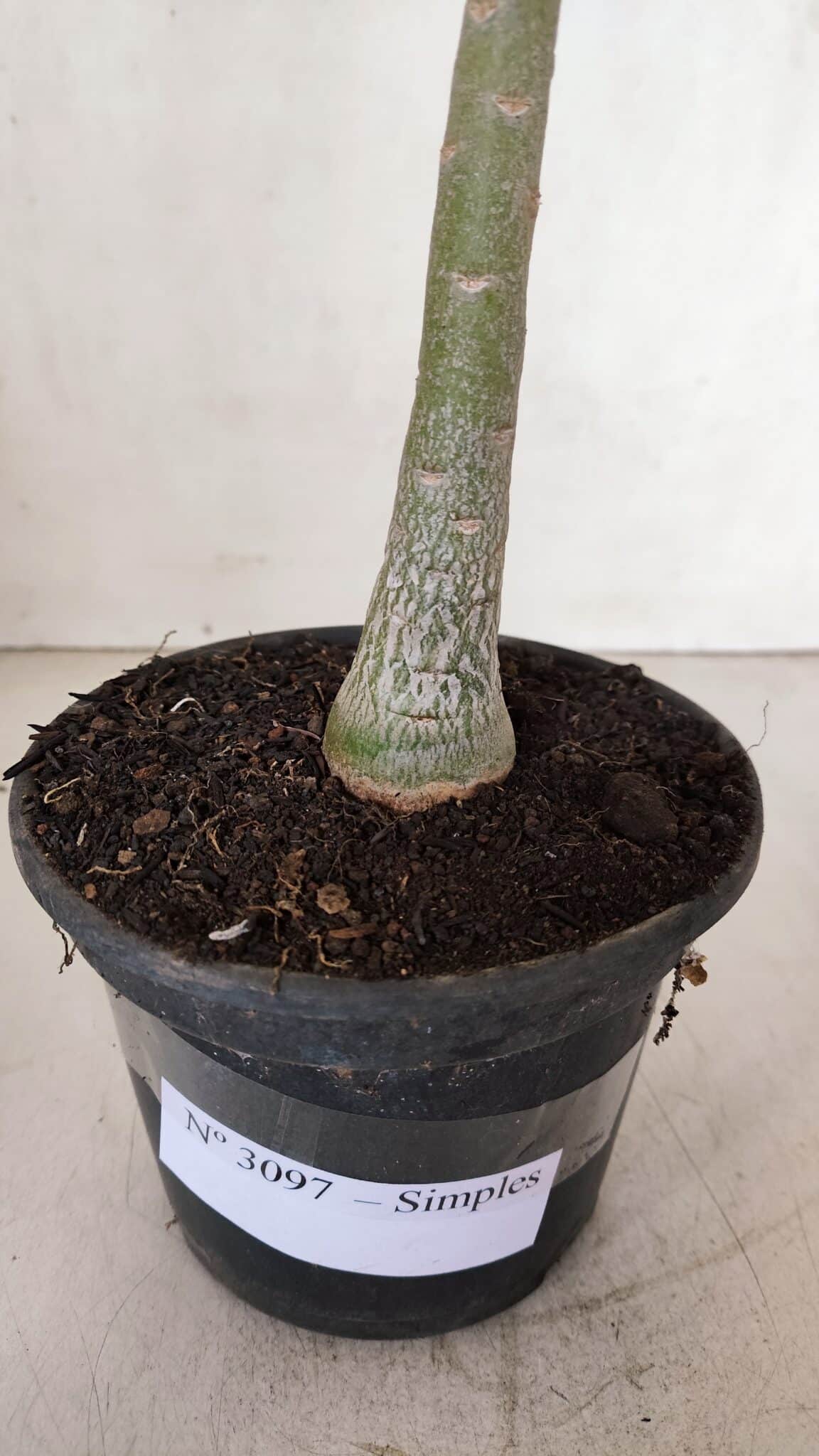 Planta Simples 3097 – 30cm – 02 anos