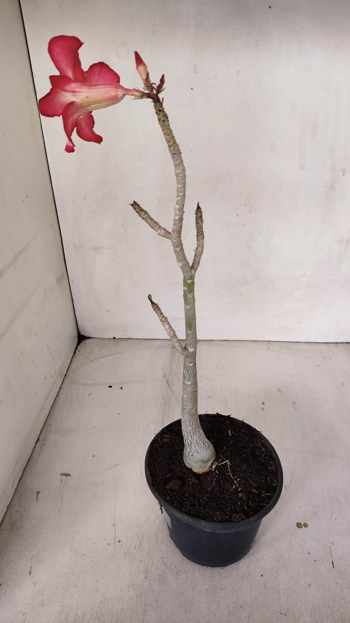 Planta Simples 3097 – 30cm – 02 anos