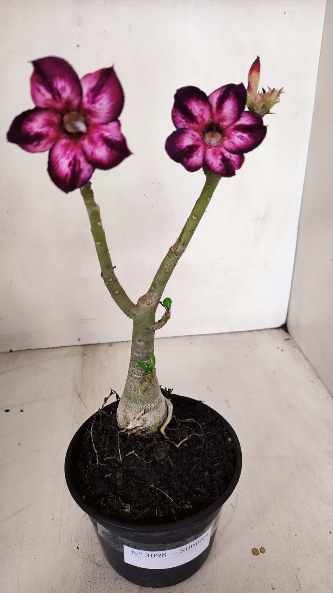 Planta Simples 3098 – 30cm – 02 anos