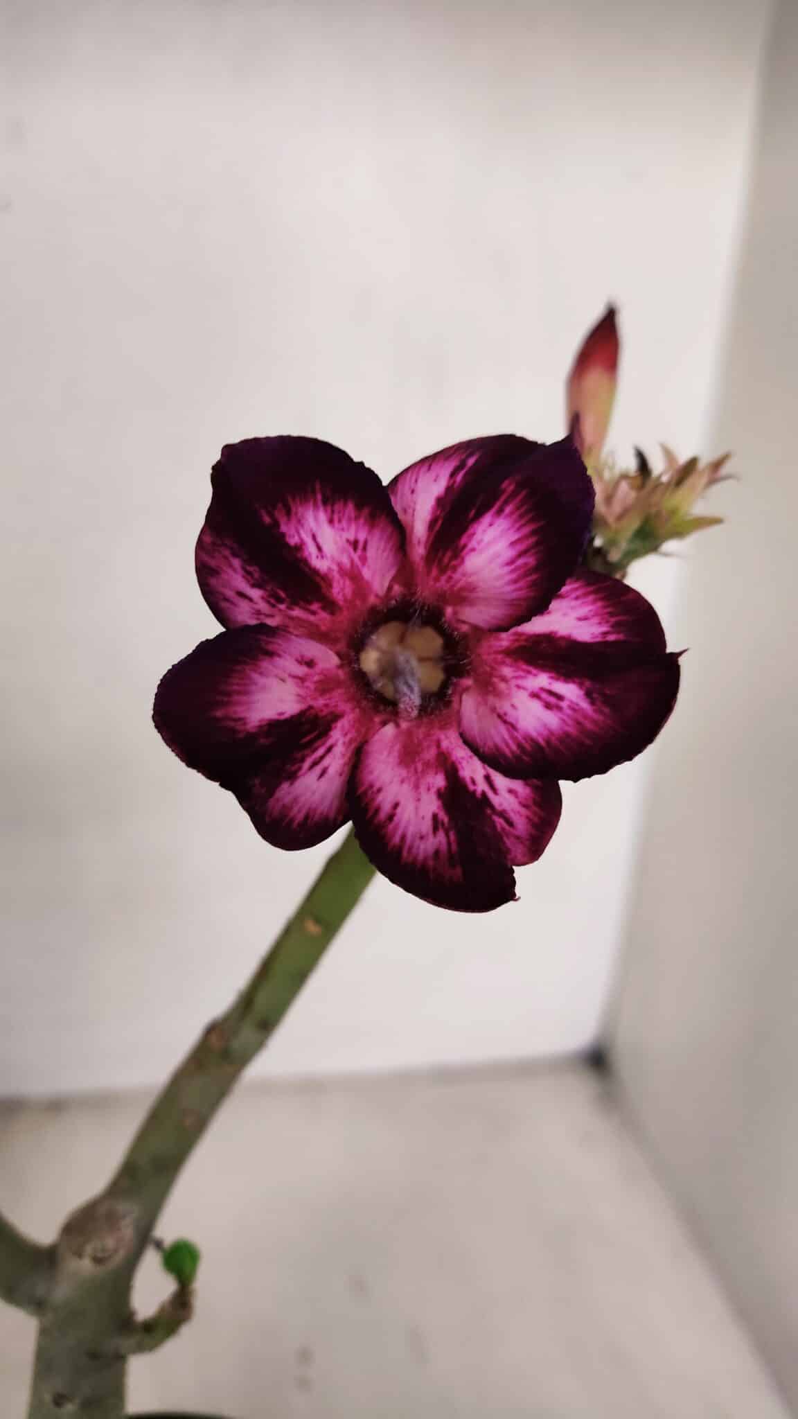Planta Simples 3098 – 30cm – 02 anos