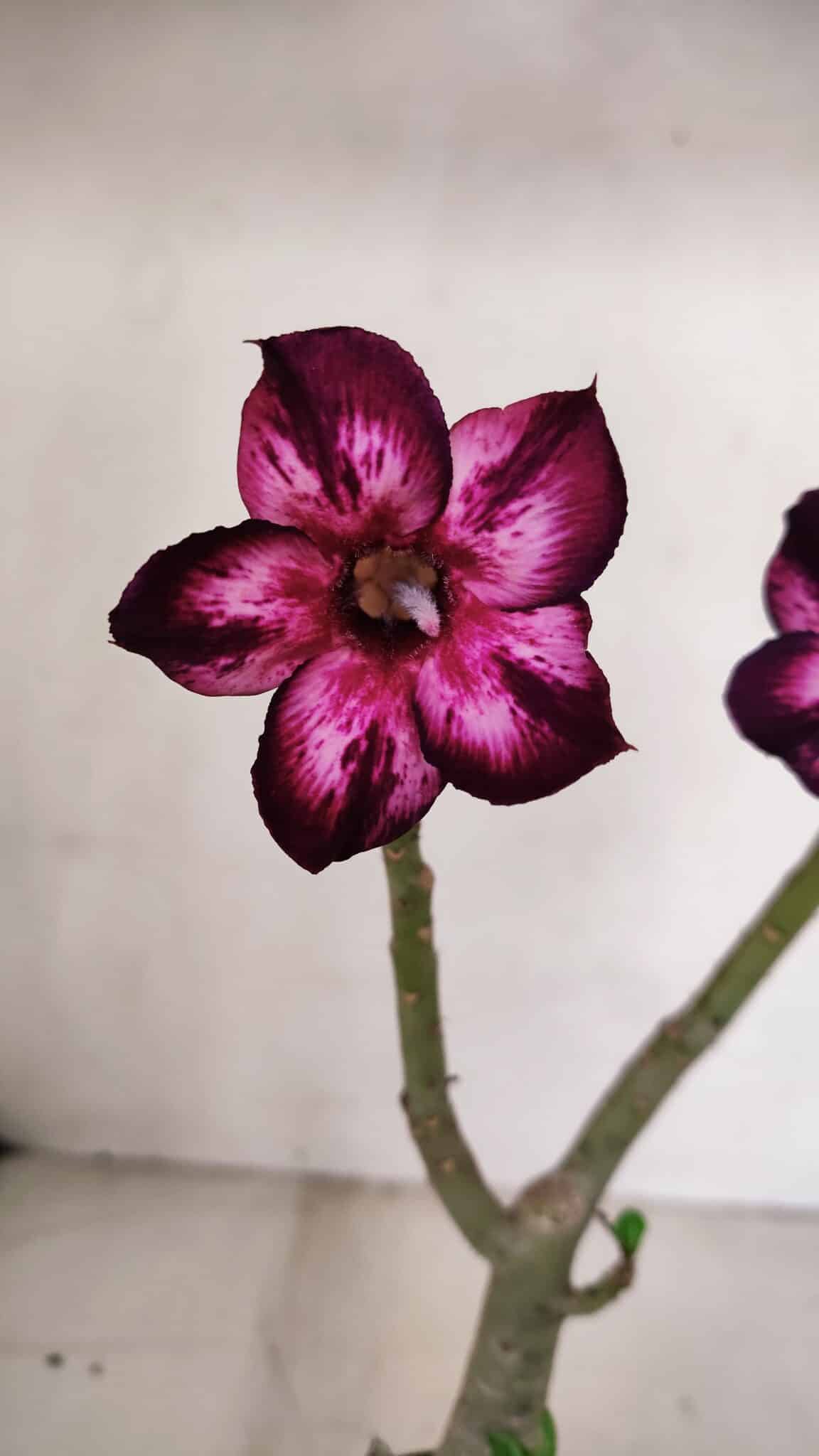 Planta Simples 3098 – 30cm – 02 anos