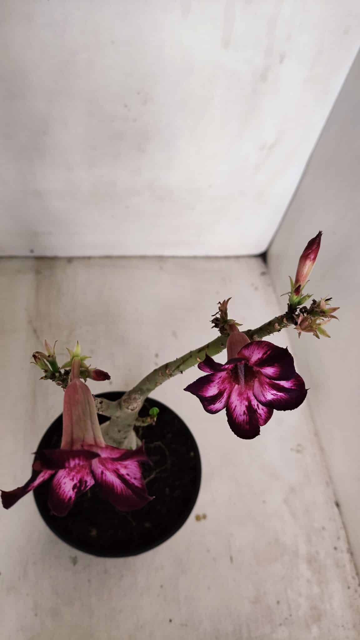 Planta Simples 3098 – 30cm – 02 anos