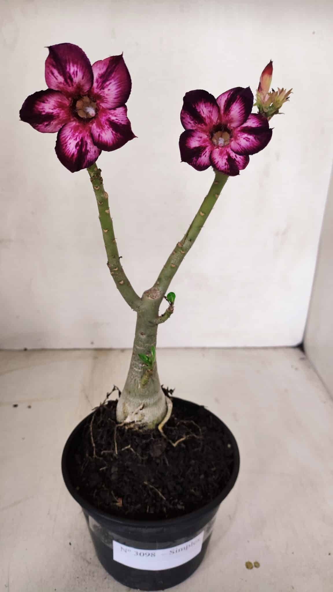 Planta Simples 3098 – 30cm – 02 anos