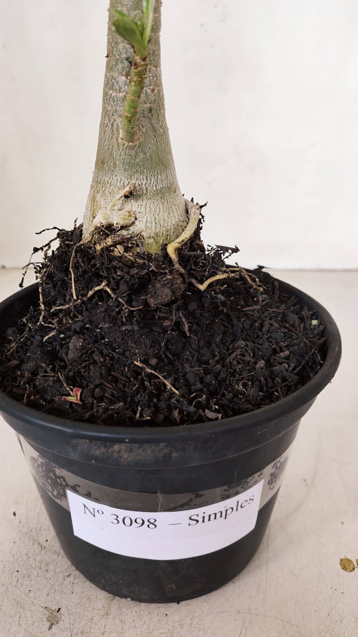 Planta Simples 3098 – 30cm – 02 anos
