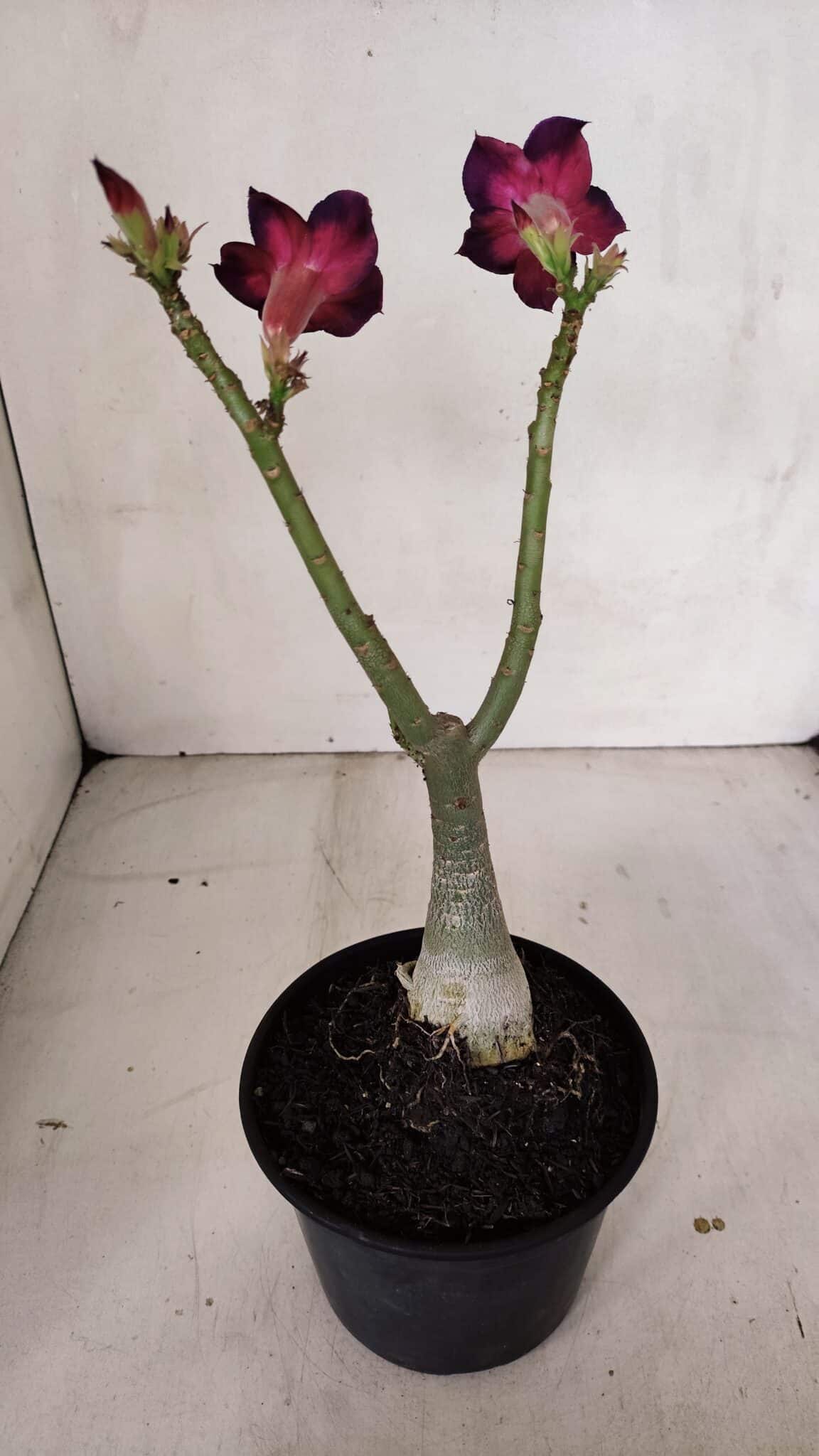 Planta Simples 3098 – 30cm – 02 anos