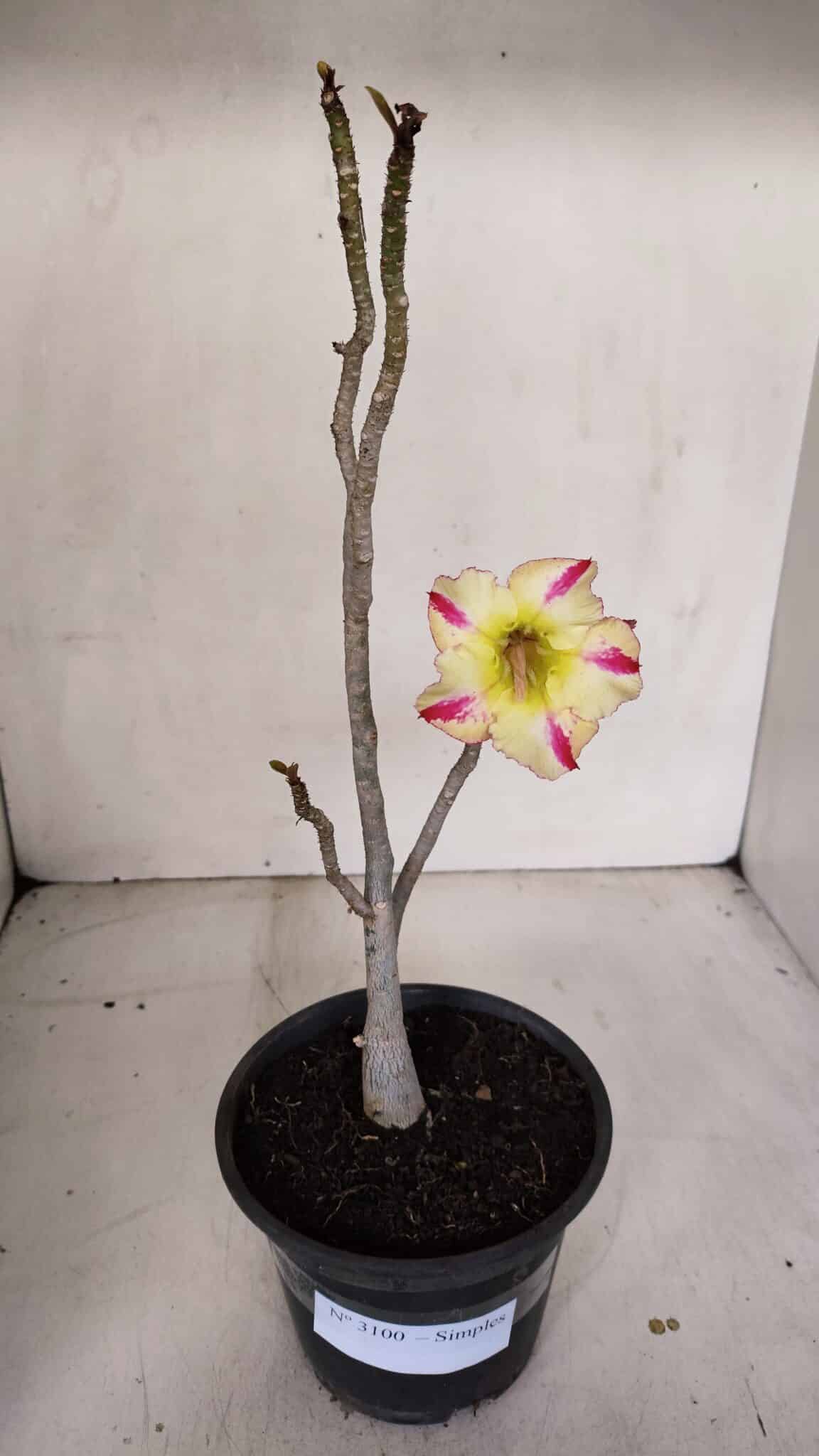 Planta Simples 3100 – 30cm – 02 anos
