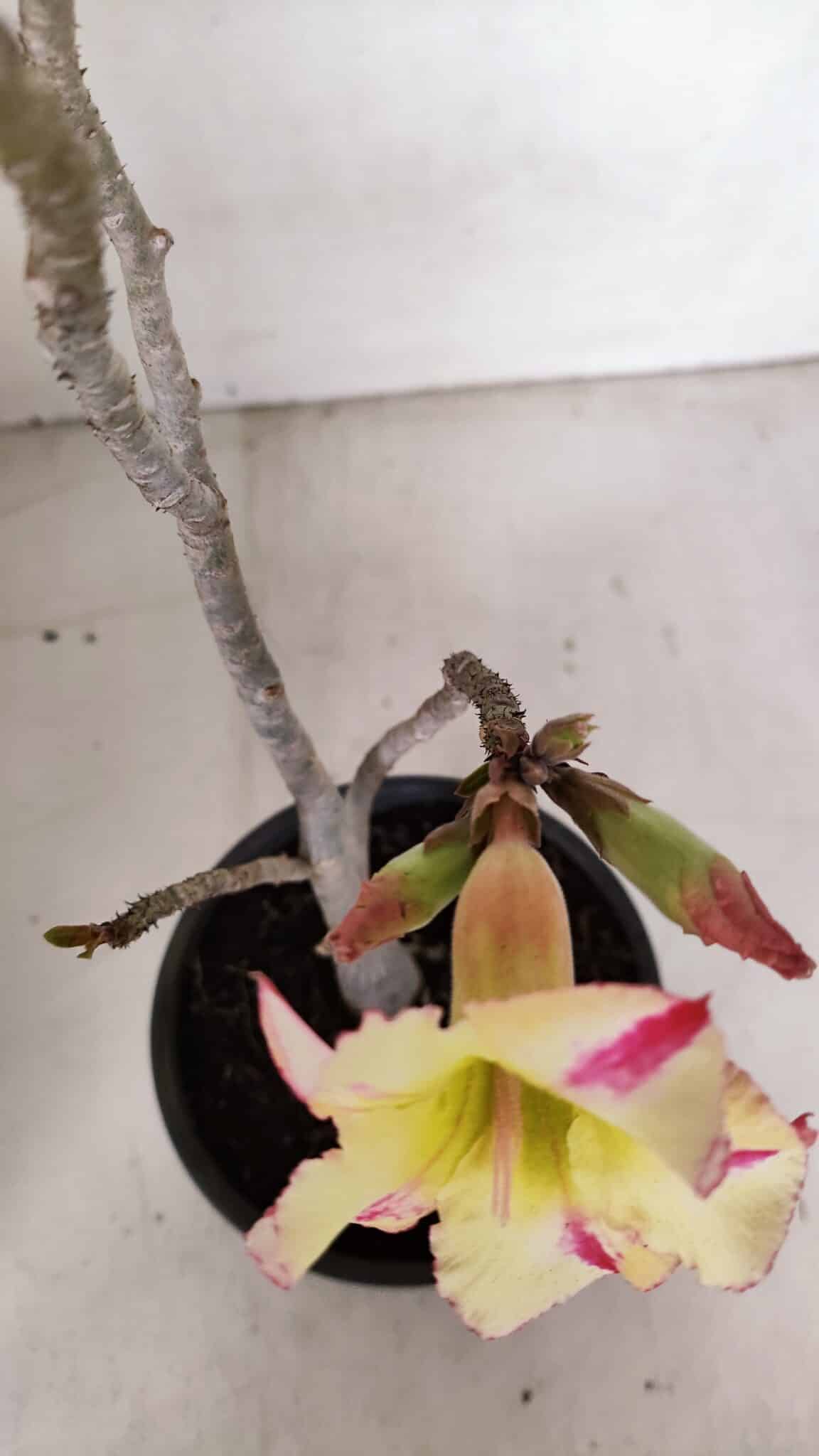 Planta Simples 3100 – 30cm – 02 anos