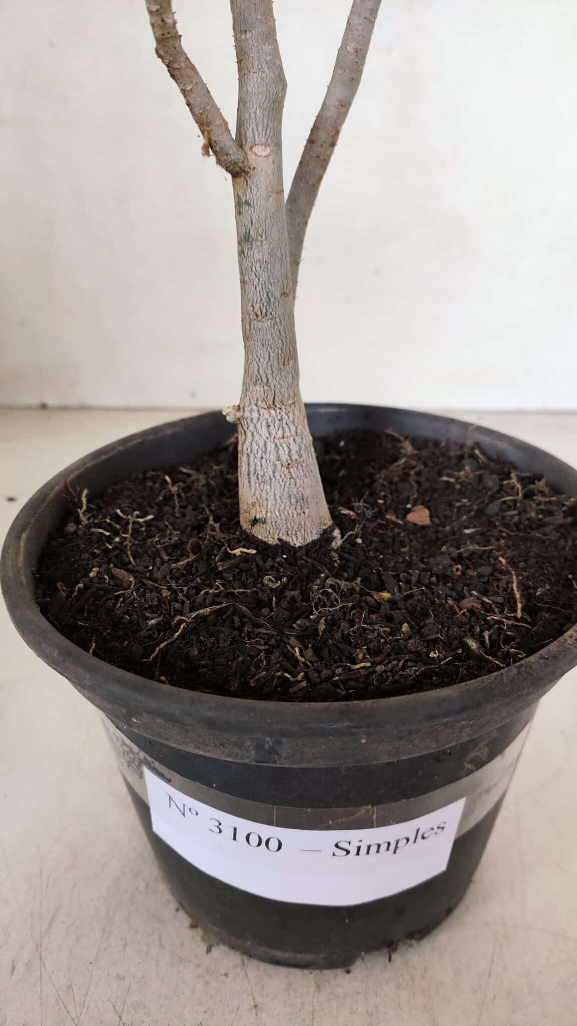 Planta Simples 3100 – 30cm – 02 anos