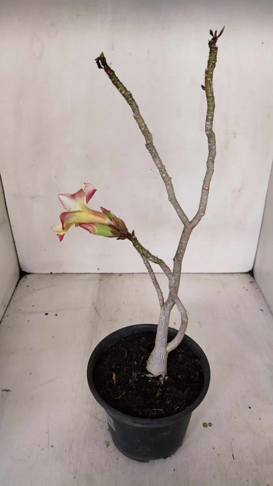 Planta Simples 3100 – 30cm – 02 anos