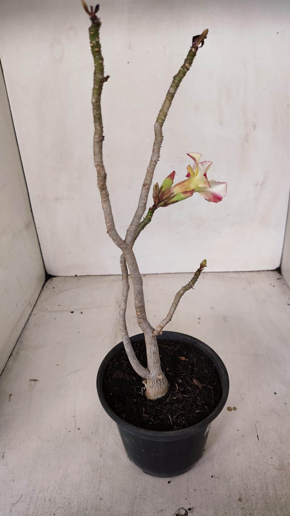 Planta Simples 3100 – 30cm – 02 anos