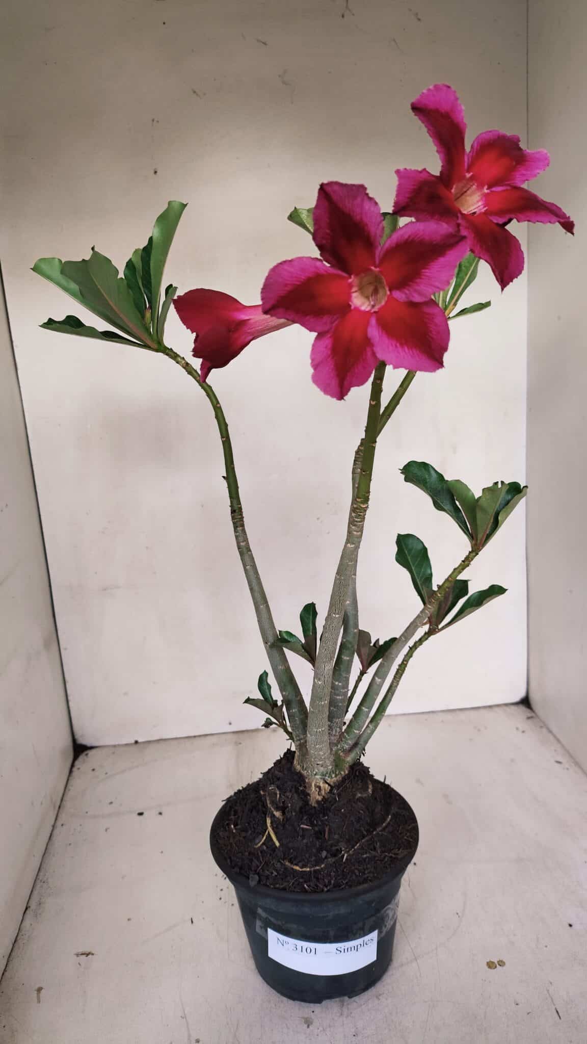 Planta Simples 3101 – 35cm – 03 anos