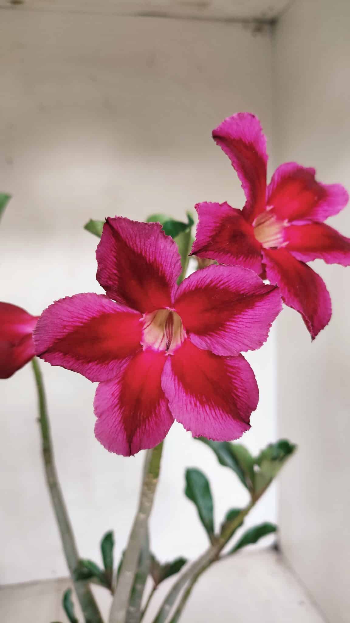 Planta Simples 3101 – 35cm – 03 anos