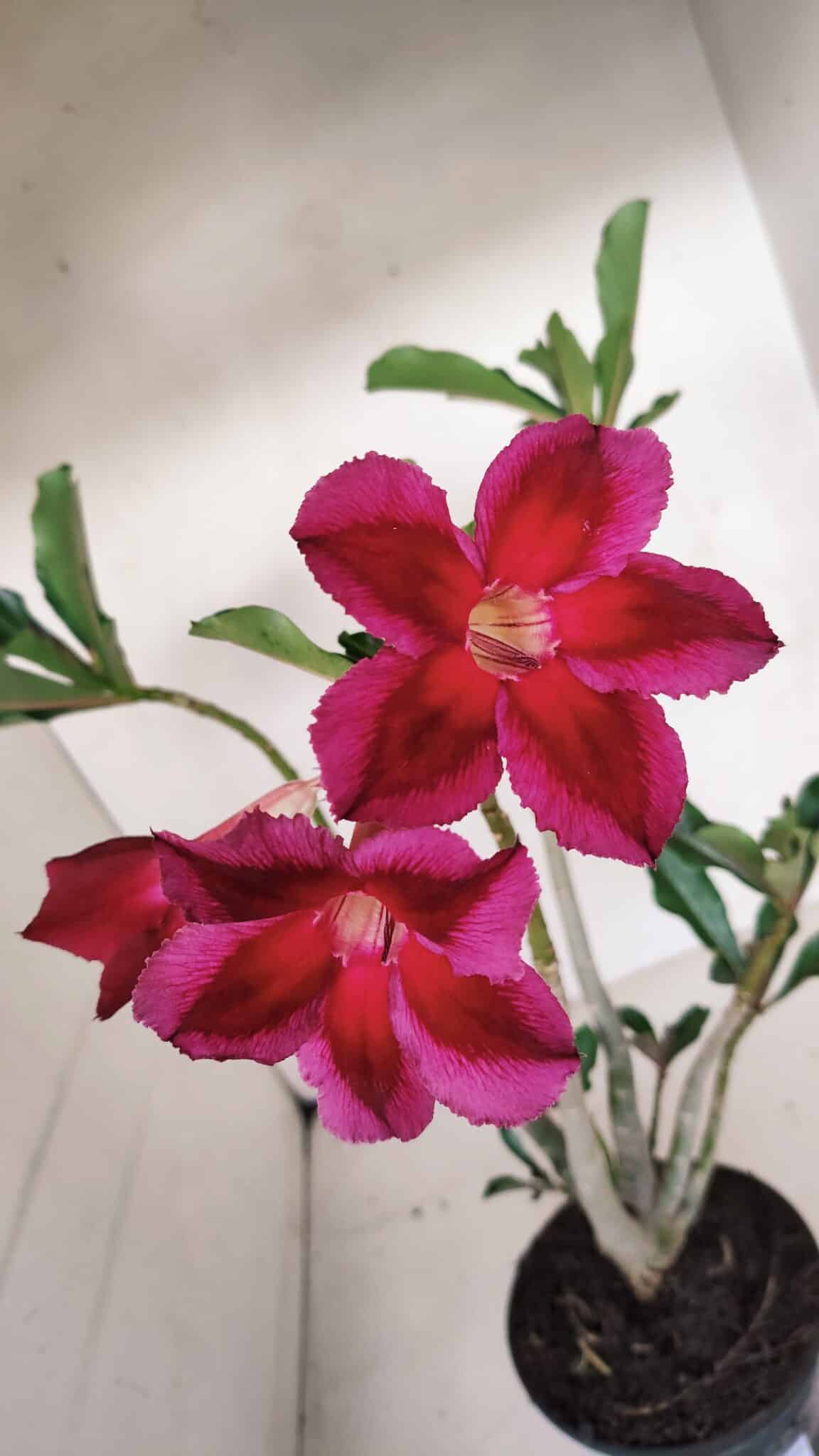 Planta Simples 3101 – 35cm – 03 anos