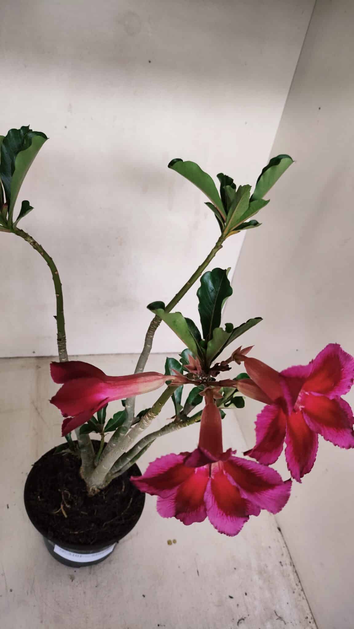 Planta Simples 3101 – 35cm – 03 anos