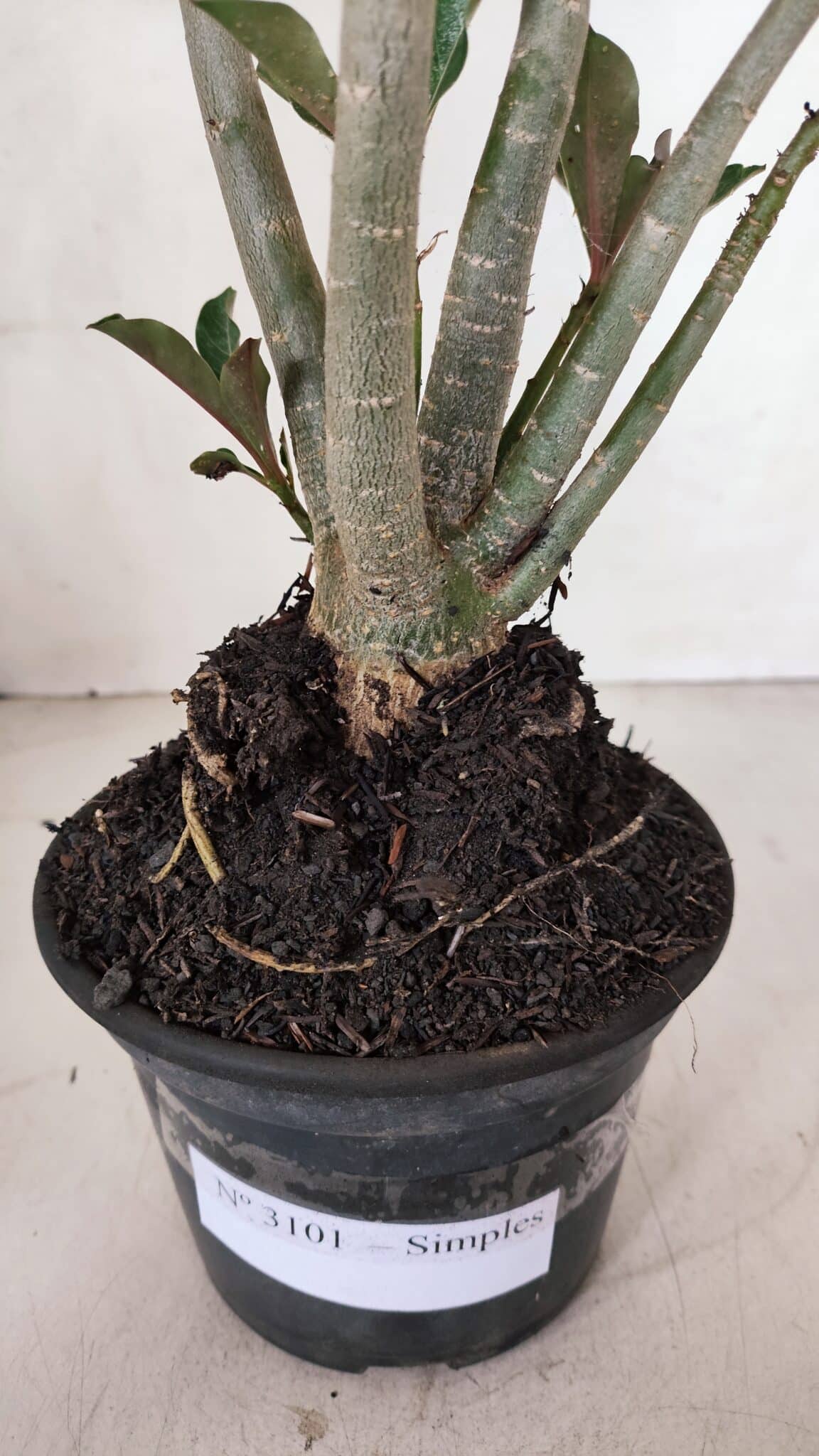 Planta Simples 3101 – 35cm – 03 anos